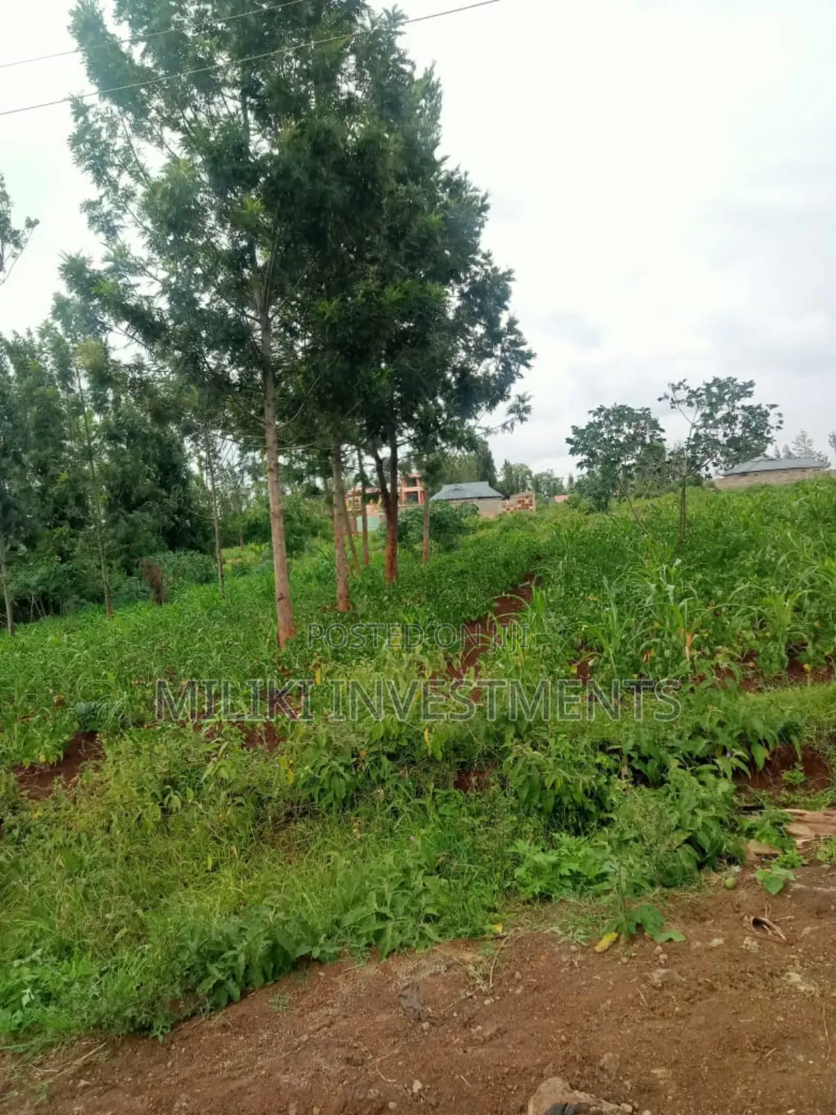 Half an Acre Plot on Sale at Kenol in Kimorori/Wempa
