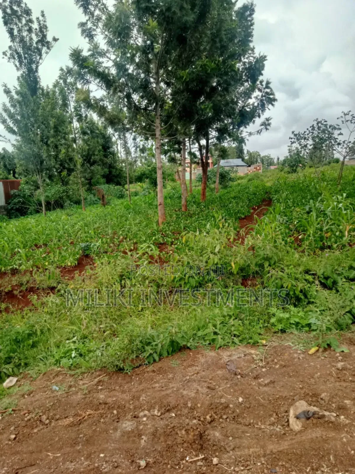 Half an Acre Plot on Sale at Kenol in Kimorori/Wempa