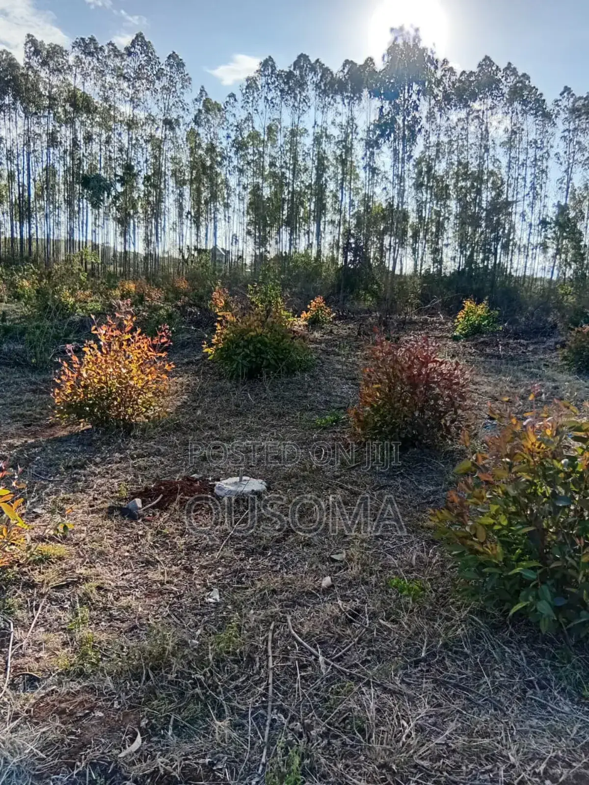 26 Quarter Acre Plots at Ongata Rongai, Tuala - A Goldmine in Ongata Rongai