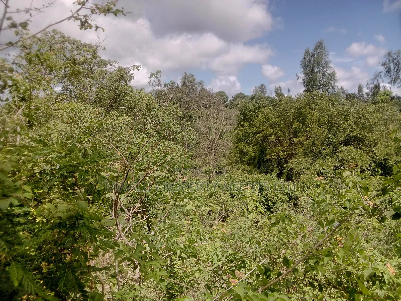 2 Acres Farm , Tungutu in Kyangwithya West