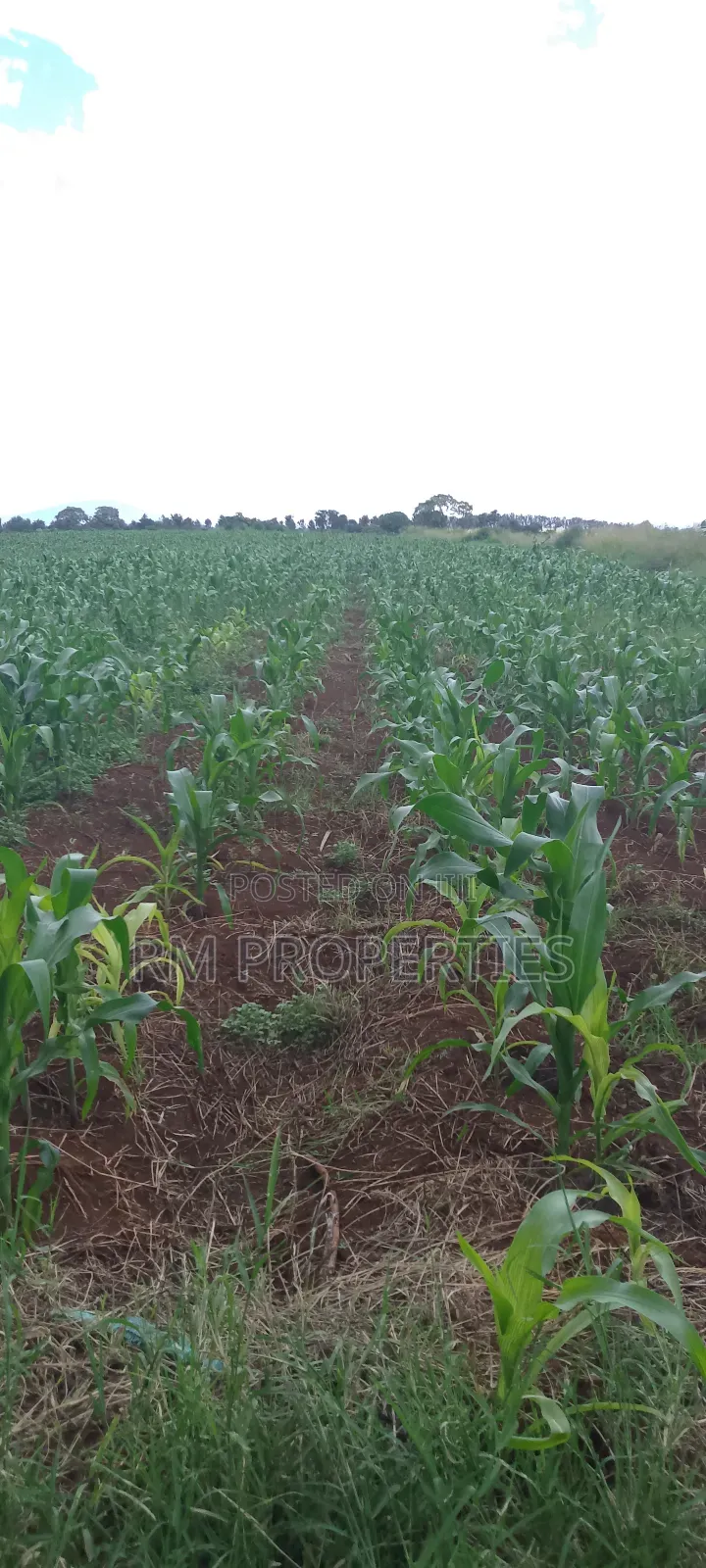 Gatanga Plots for Sale in Gatanga