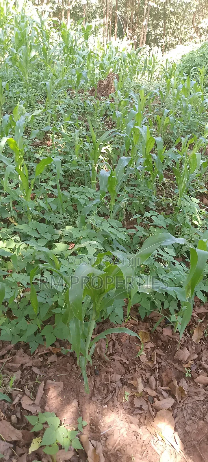 Naivasha Plots for Sale in Karai