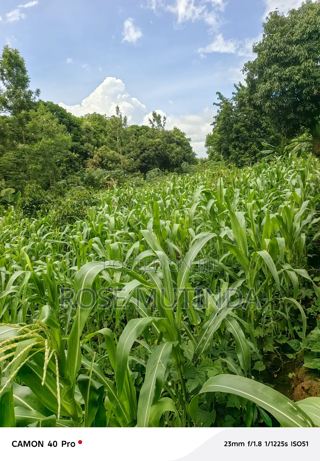 50 by 150 at Kathithyamaa in Tala