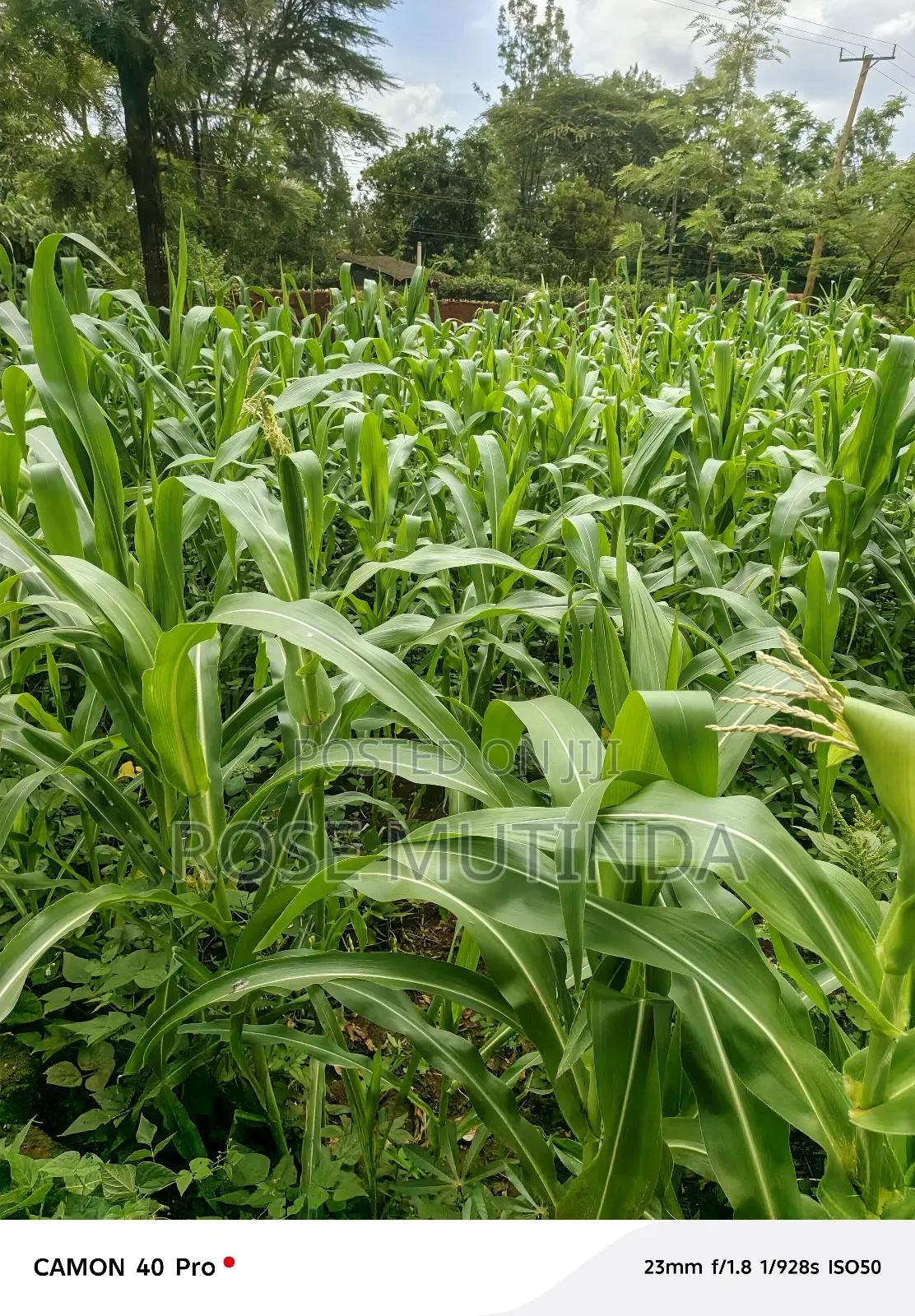 50 by 150 at Kathithyamaa in Tala