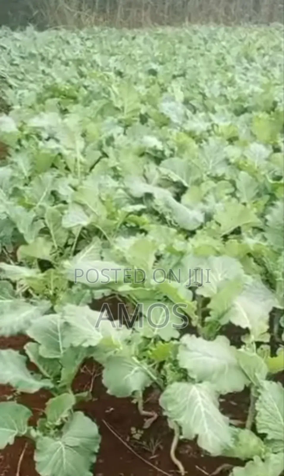 Very Prime 6 Acre in Gikuni Town Lower Kabete in Kabete