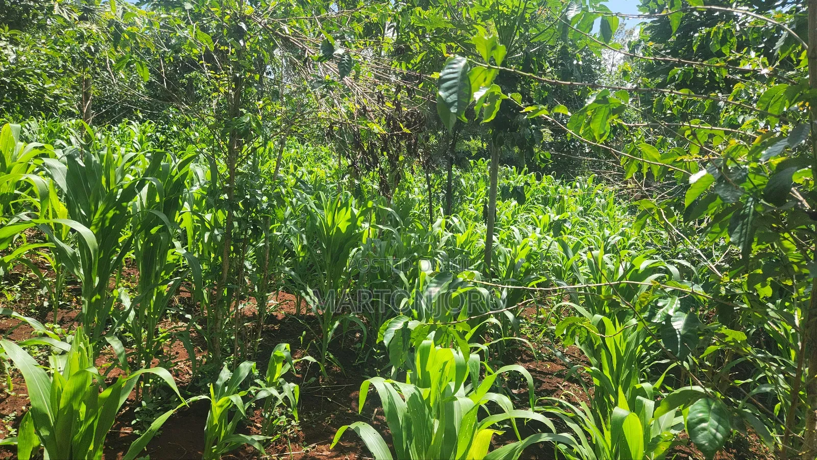 2 Acre in Mang'u Gatudu South in Mangu