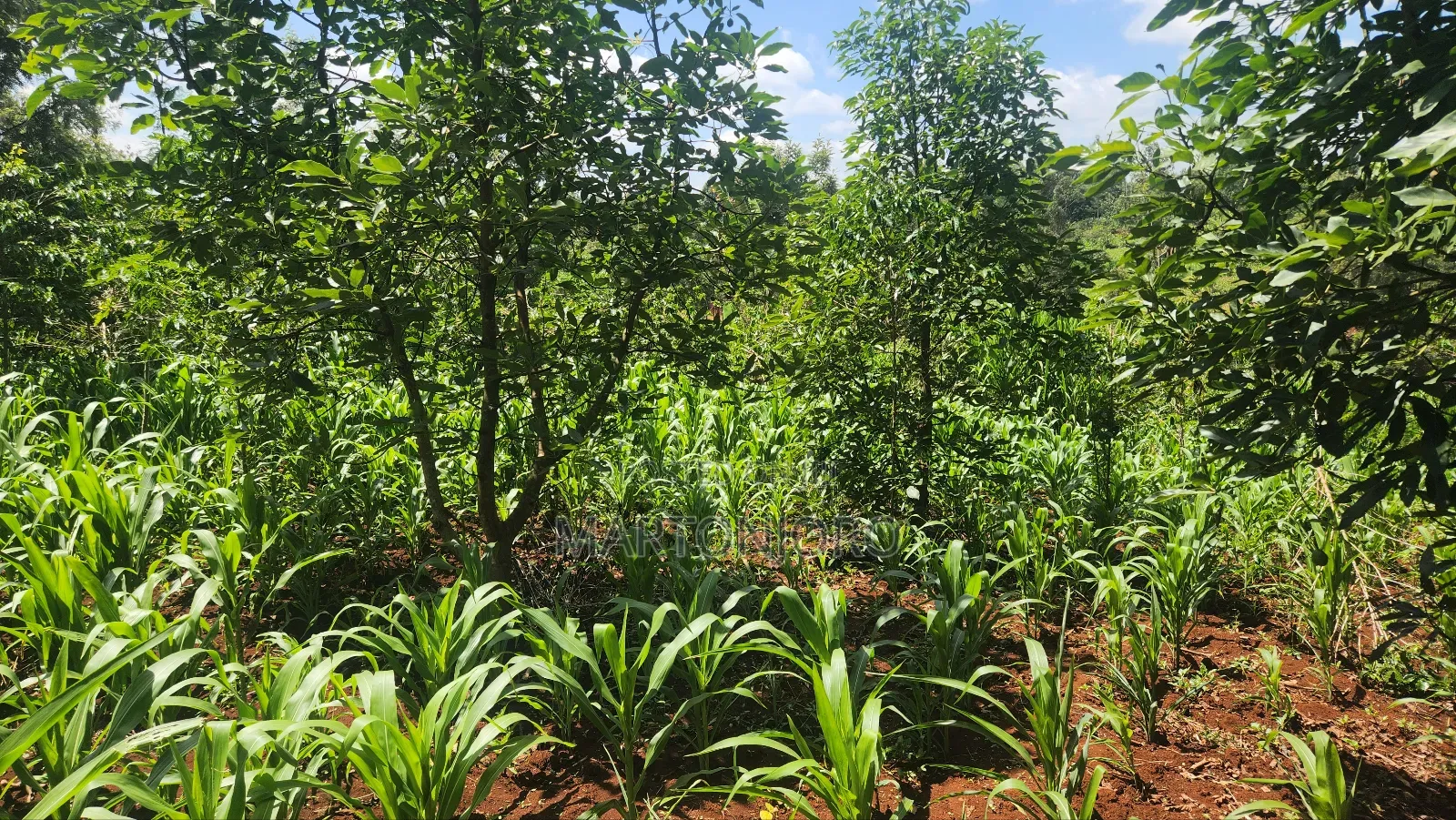 2 Acre in Mang'u Gatudu South in Mangu