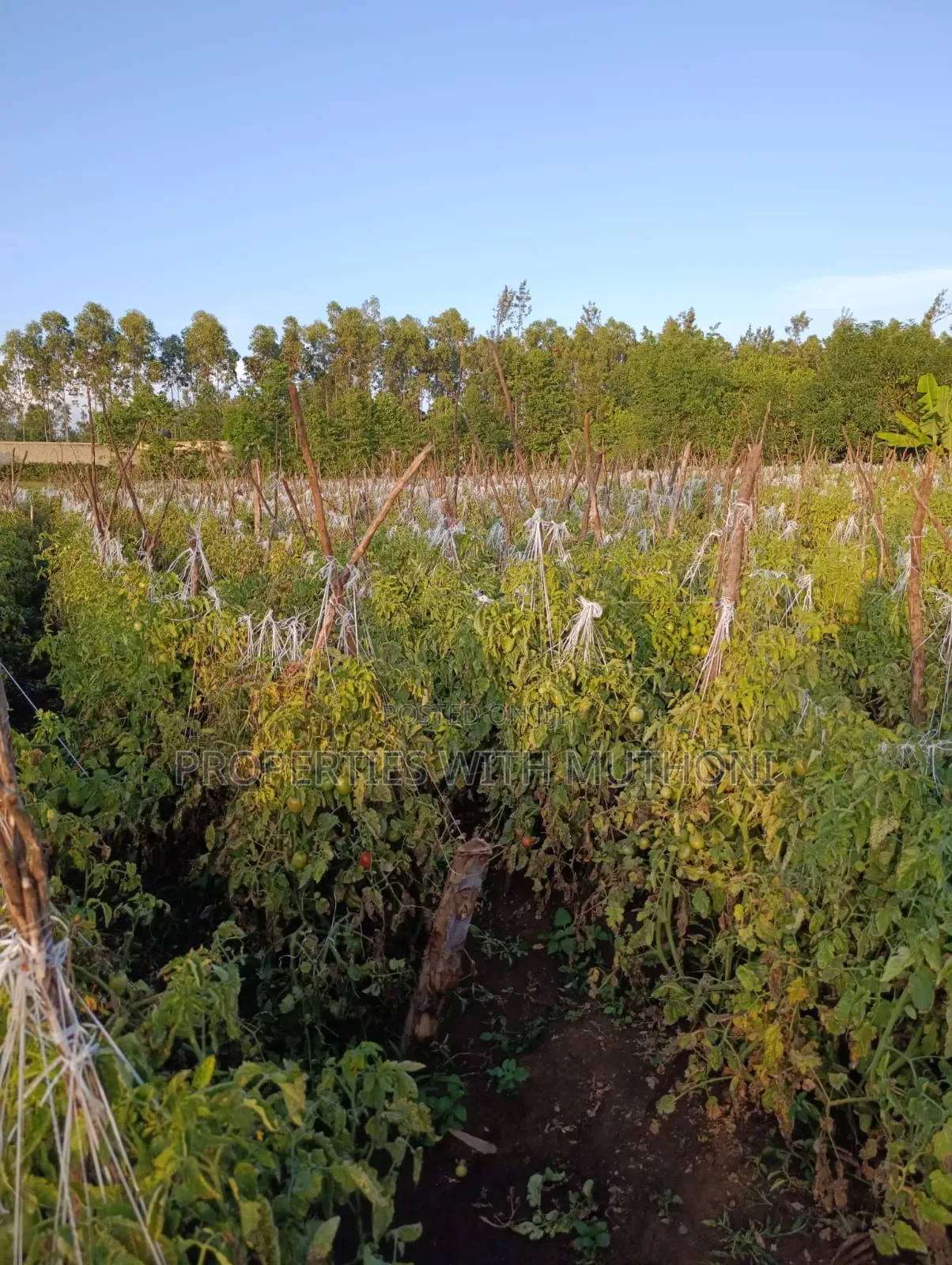 2 Acres for Sale in Kutus,Kirinyaga County. in Thiba