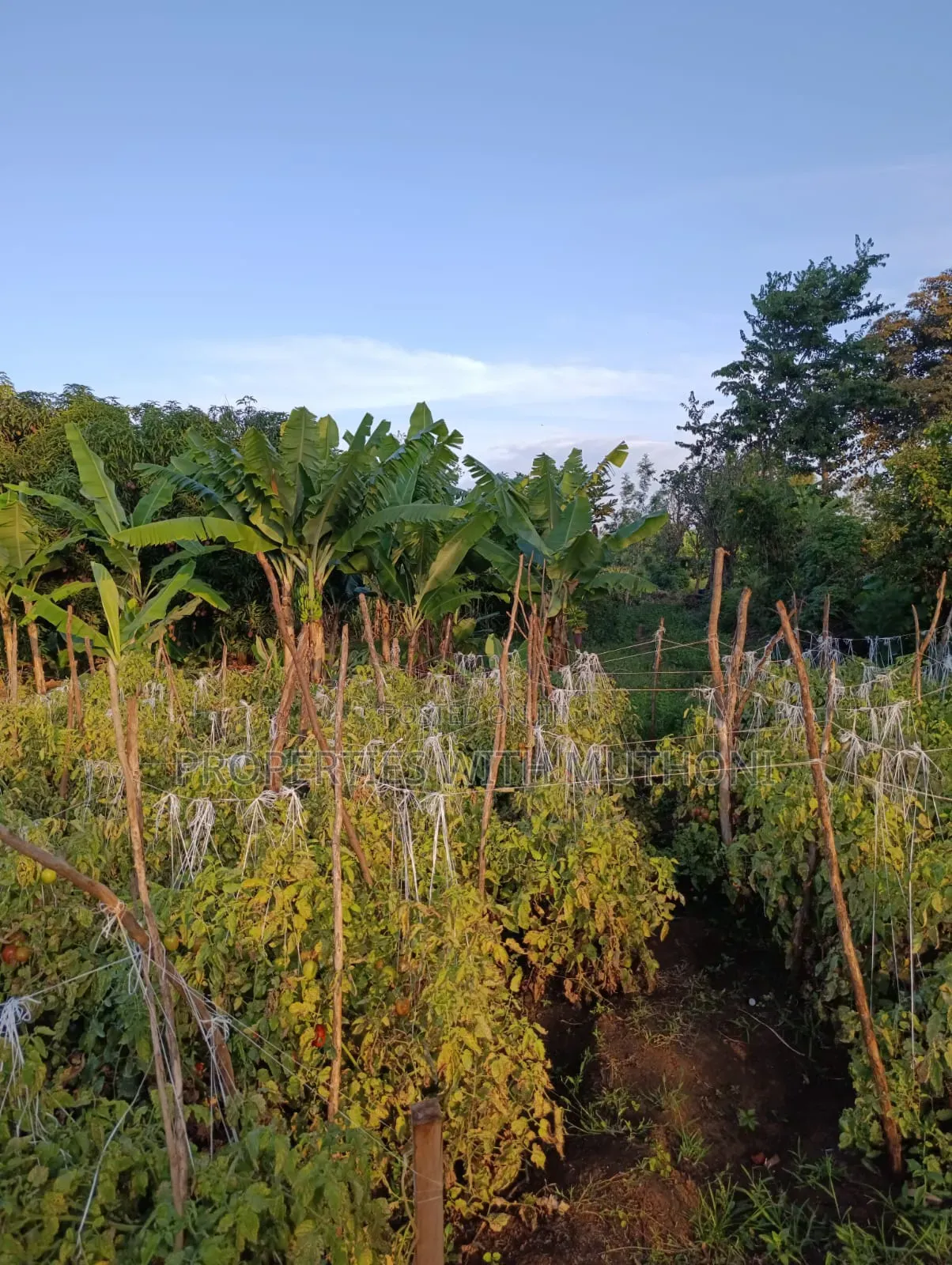 2 Acres for Sale in Kutus,Kirinyaga County. in Thiba