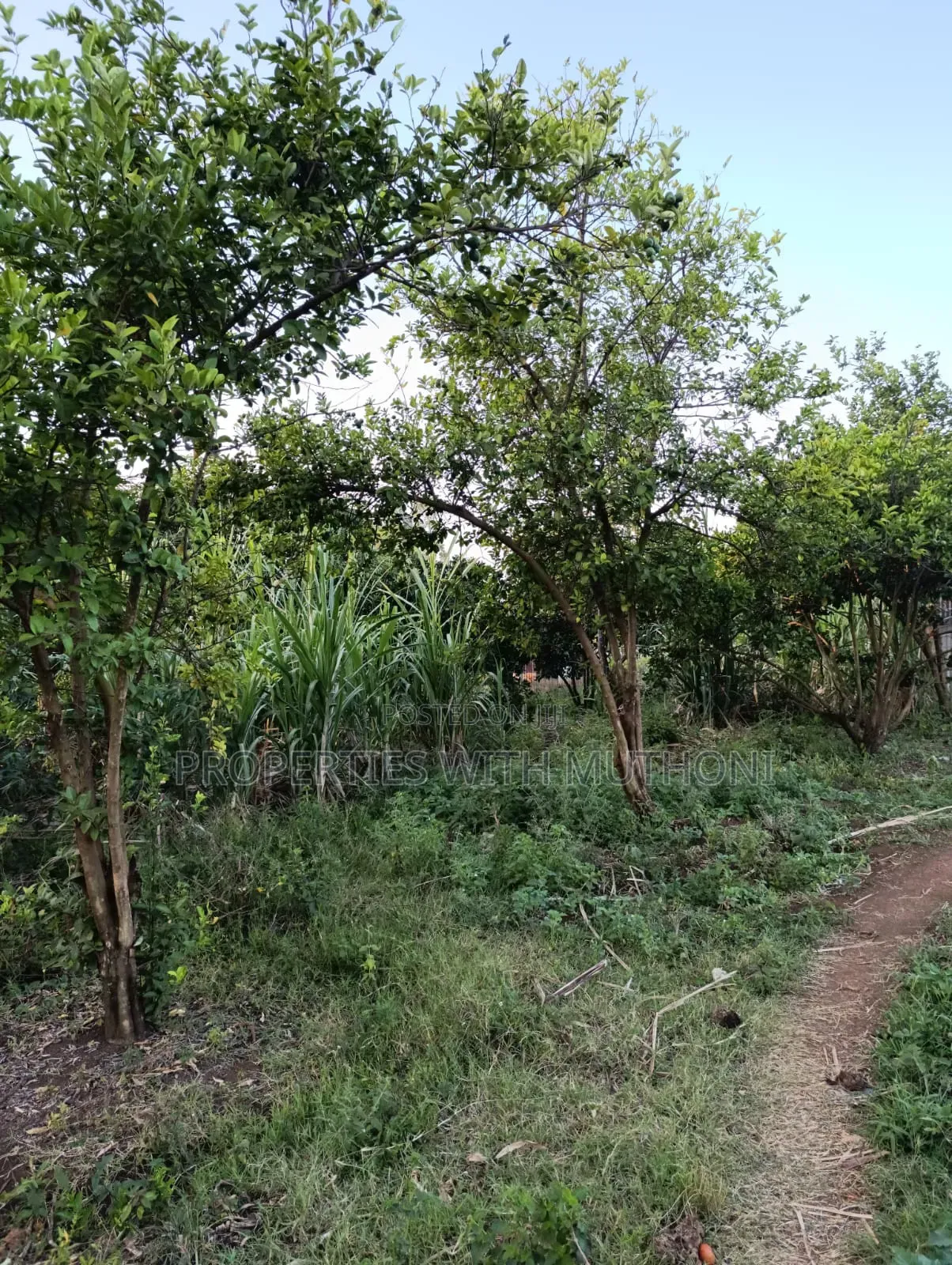 2 Acres for Sale in Kutus,Kirinyaga County. in Thiba