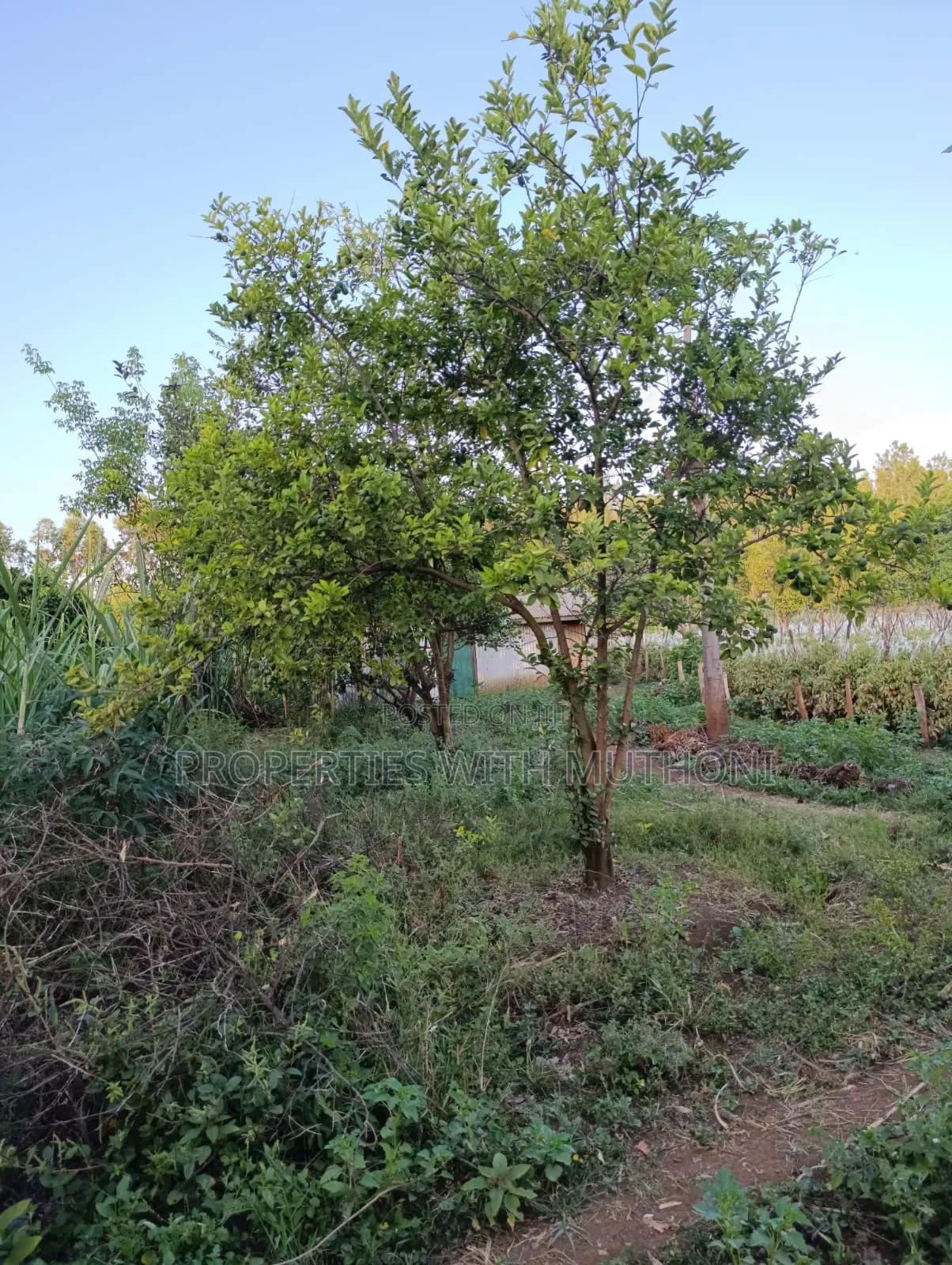 2 Acres for Sale in Kutus,Kirinyaga County. in Thiba