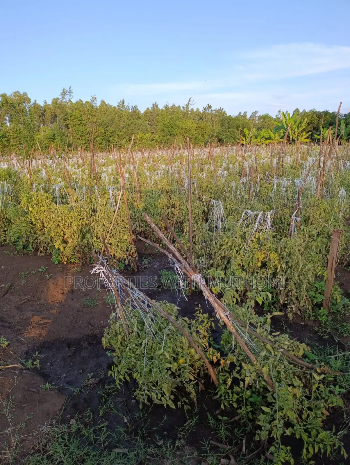 2 Acres for Sale in Kutus,Kirinyaga County. in Thiba