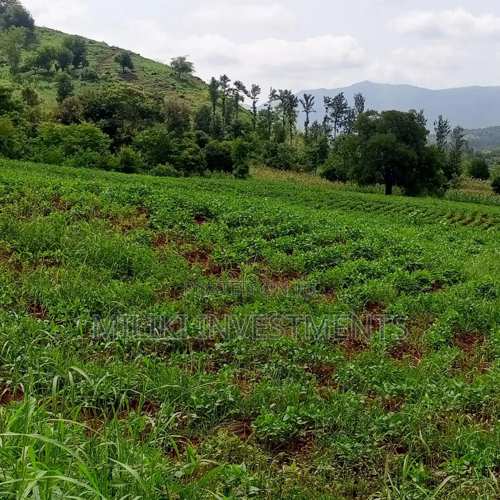 10 Acres for Sale at Meru-Nkubu-Mitunguu in Abogeta East