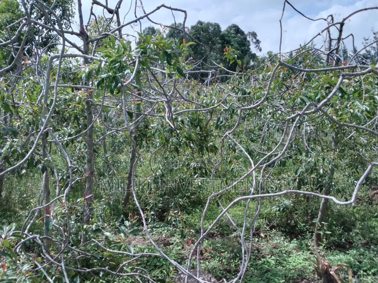 2 Acres for Sale at Nkubu-Mitunguu in Abogeta East