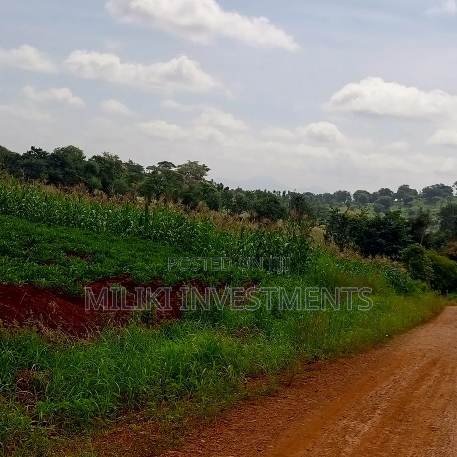 2 Acres for Sale at Nkubu-Mitunguu in Abogeta East