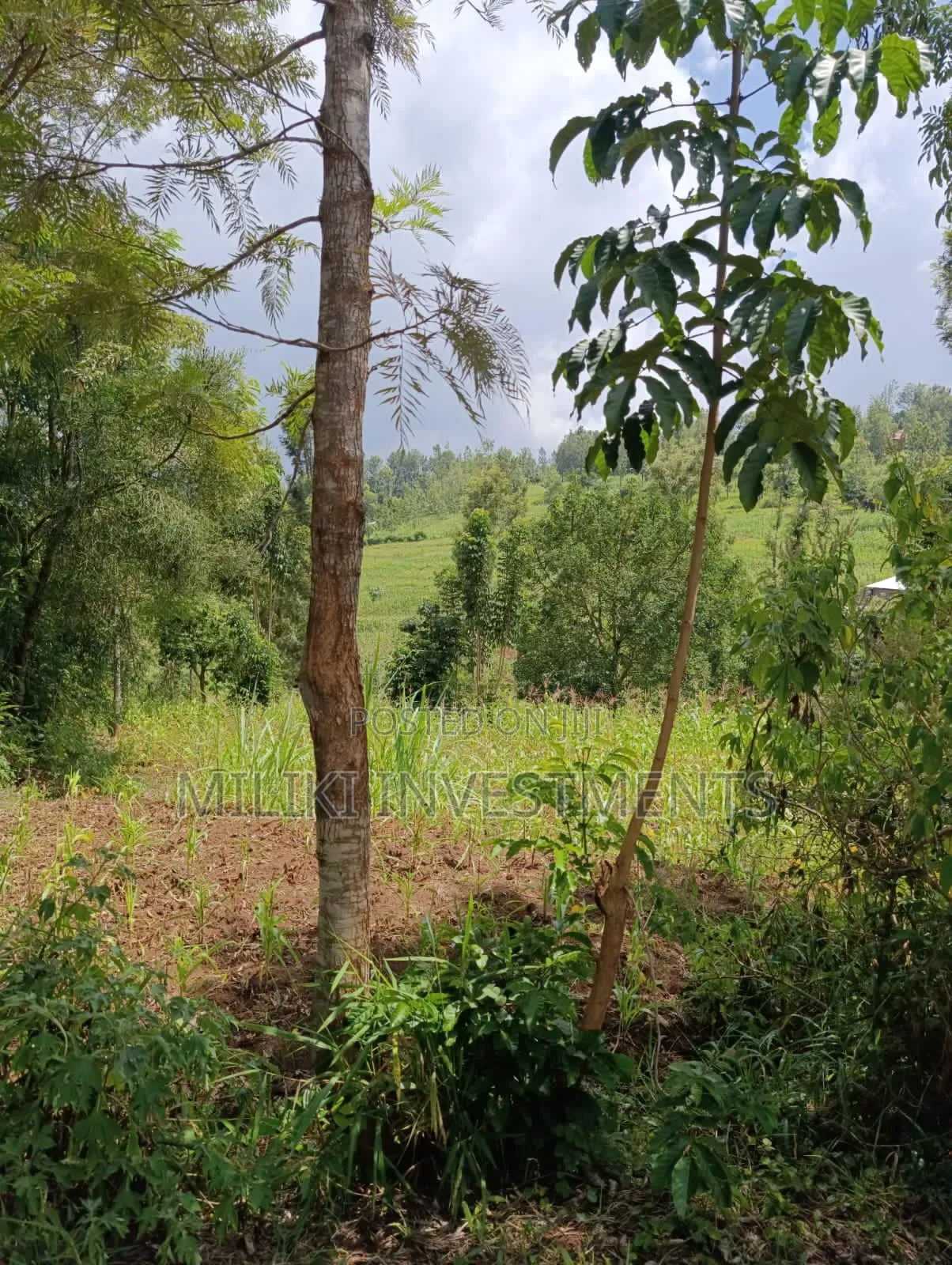 Half an Acre on Sale at Makuyu-Mihang'o in Mihango