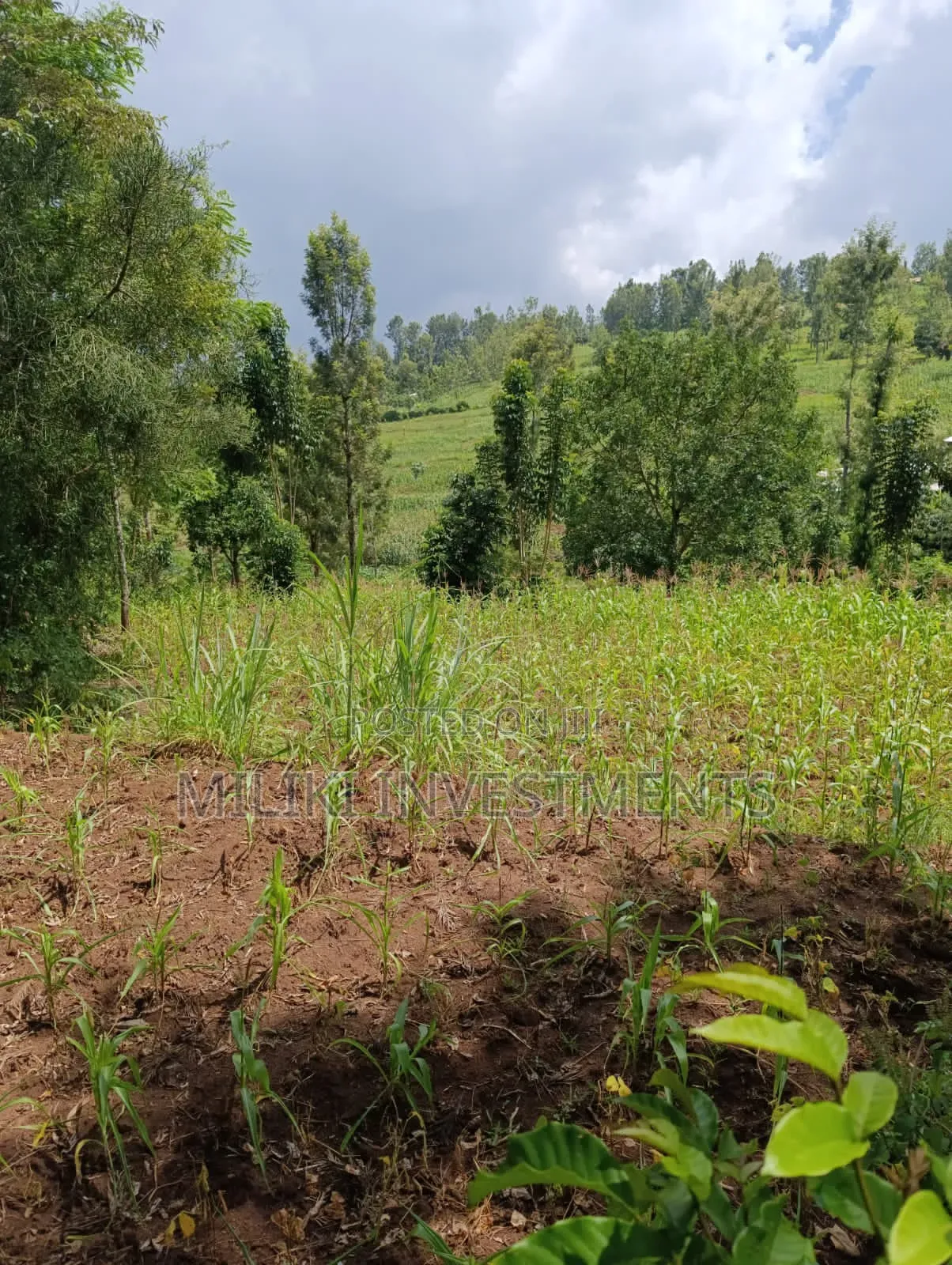 Half an Acre on Sale at Makuyu-Mihang'o in Mihango
