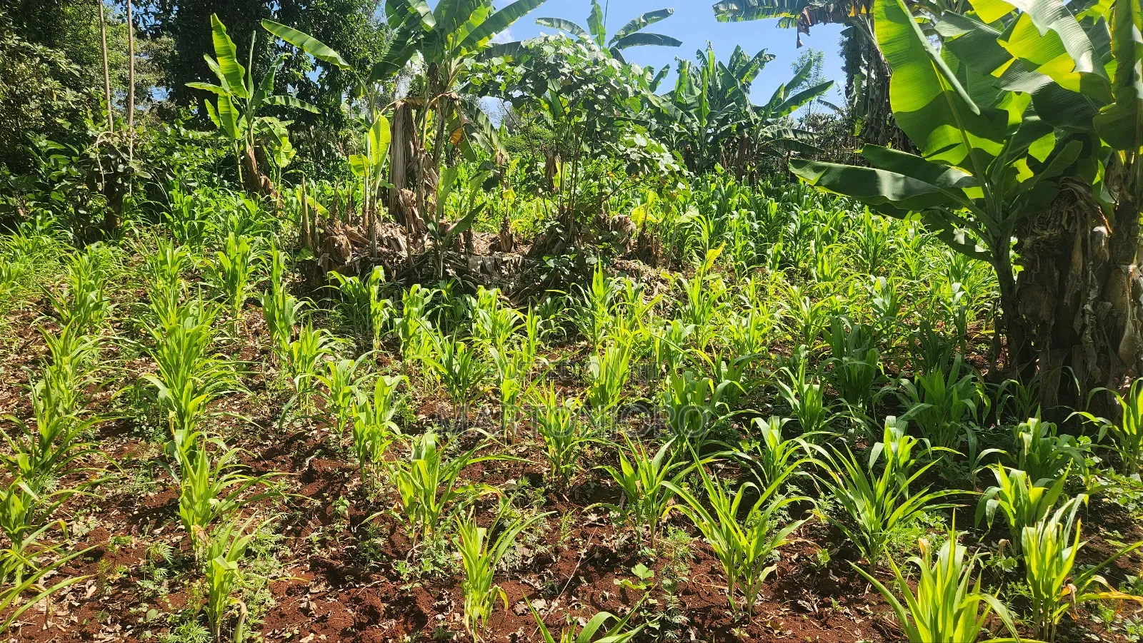 2 Acres in Gatundu South in Gatundu South