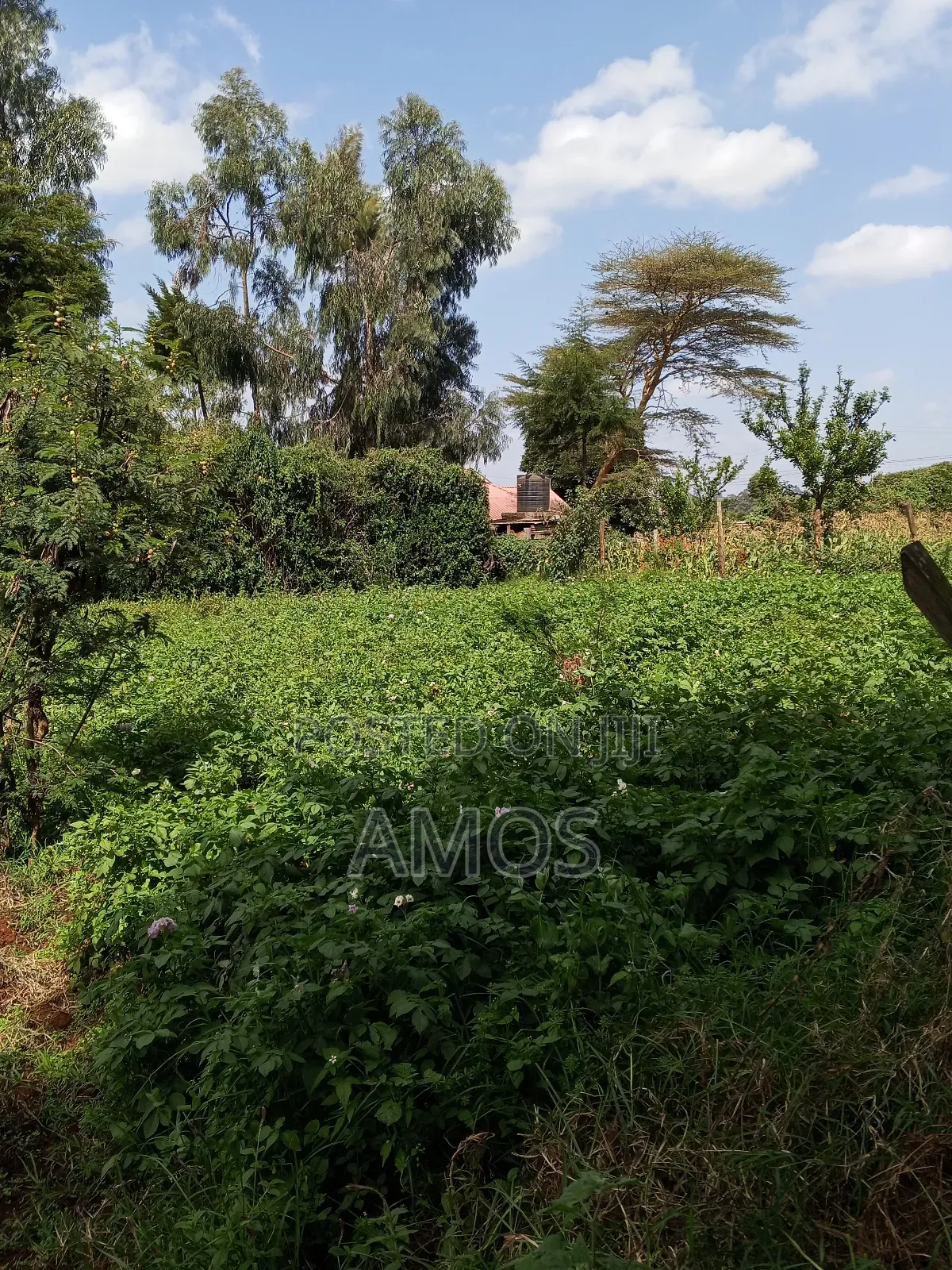 1⁄8ac Plots in Kwambira Limuru in Limuru