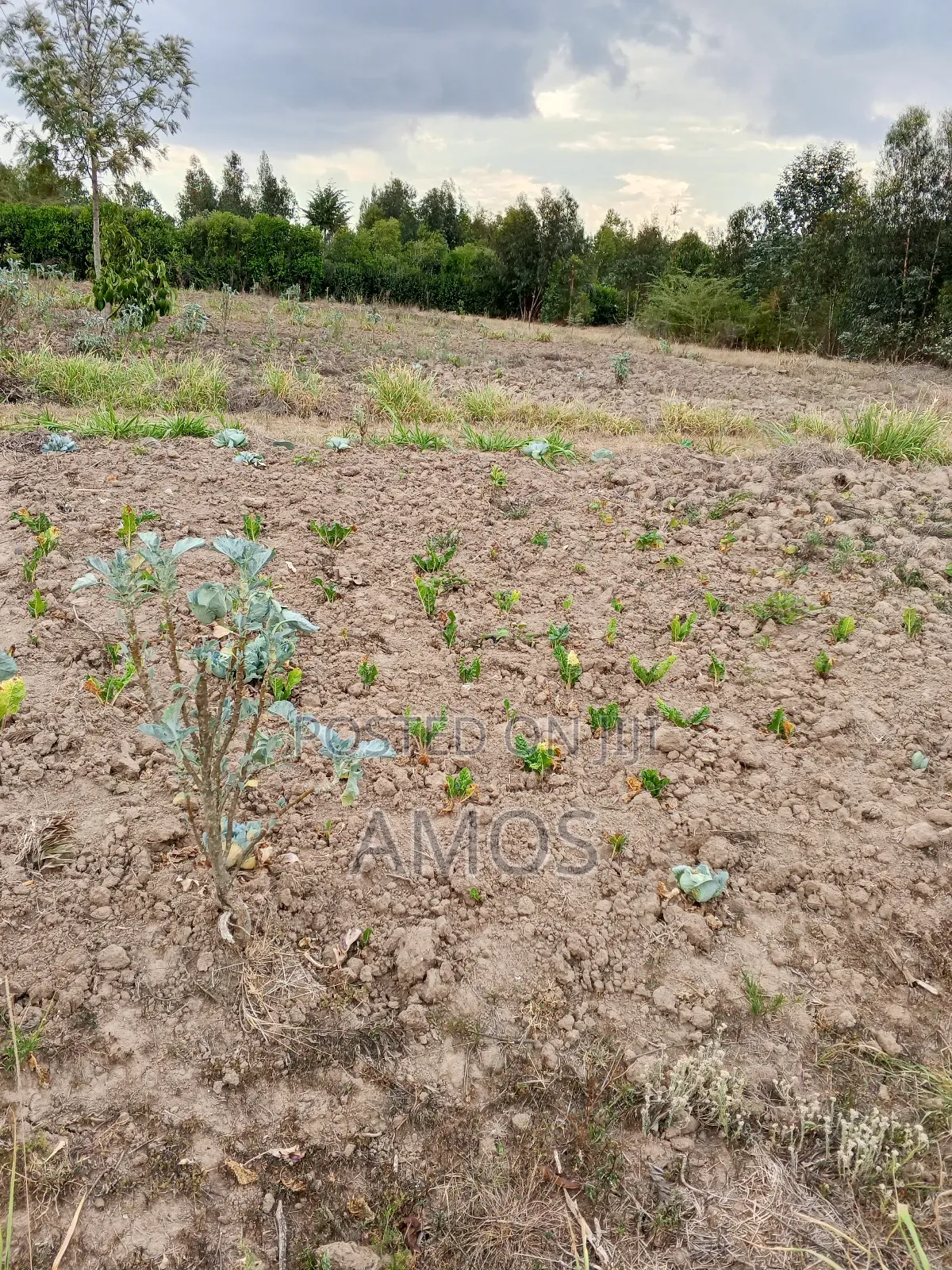 1acre Land in Limuru Tiekunu Near Ndungu Njenga High School in Limuru