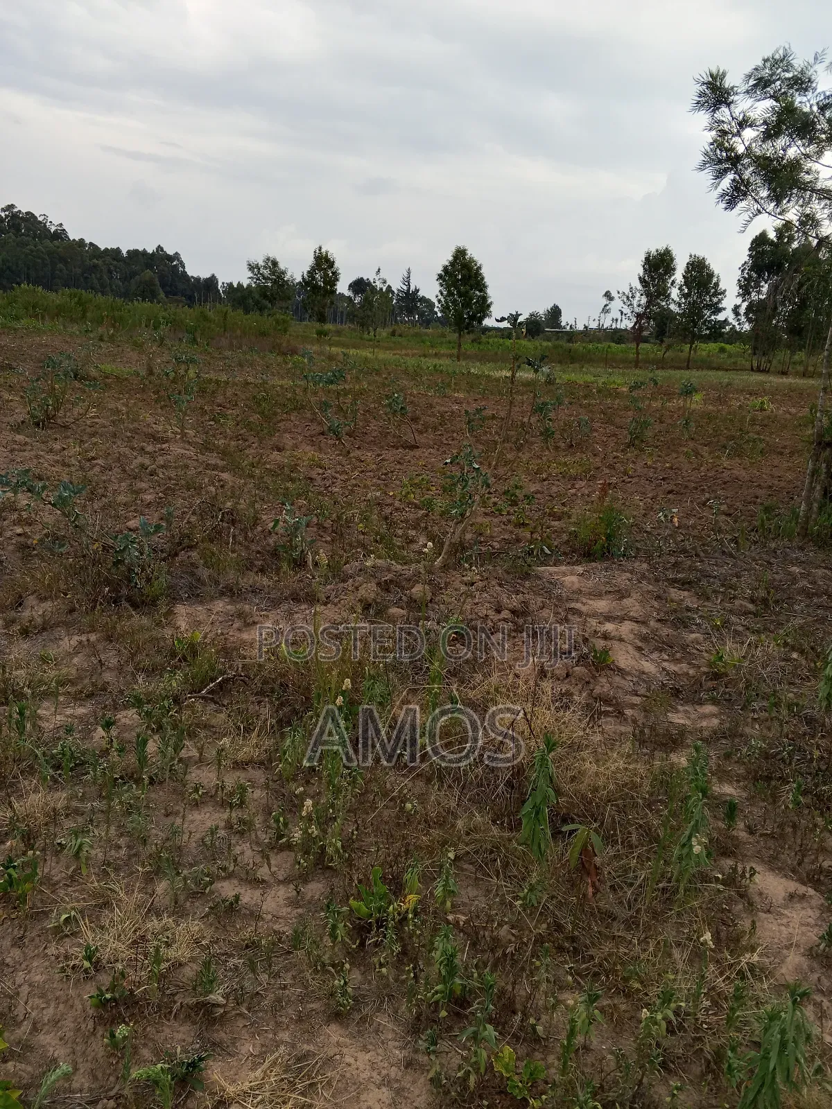 1acre Land in Limuru Tiekunu Near Ndungu Njenga High School in Limuru