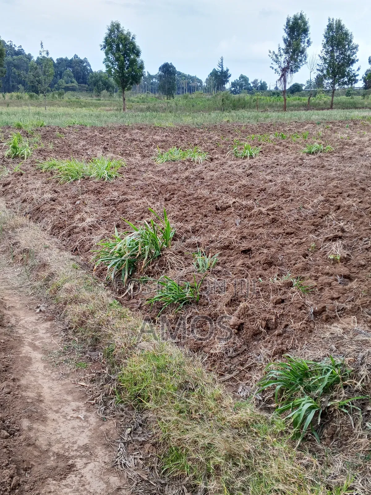1acre Land in Limuru Tiekunu Near Ndungu Njenga High School in Limuru