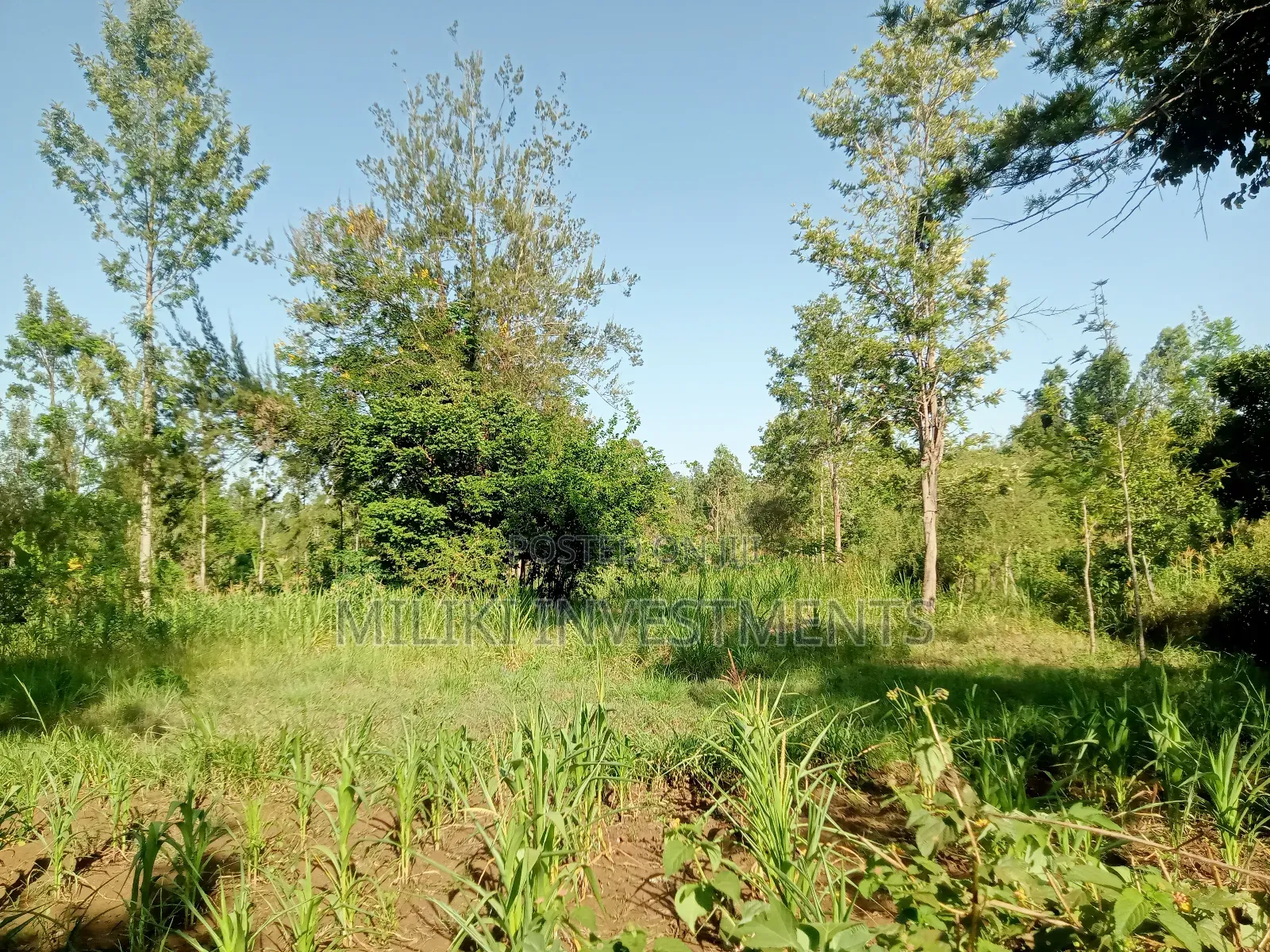 One Acre of Land on Sale at Makuyu in Makuyu