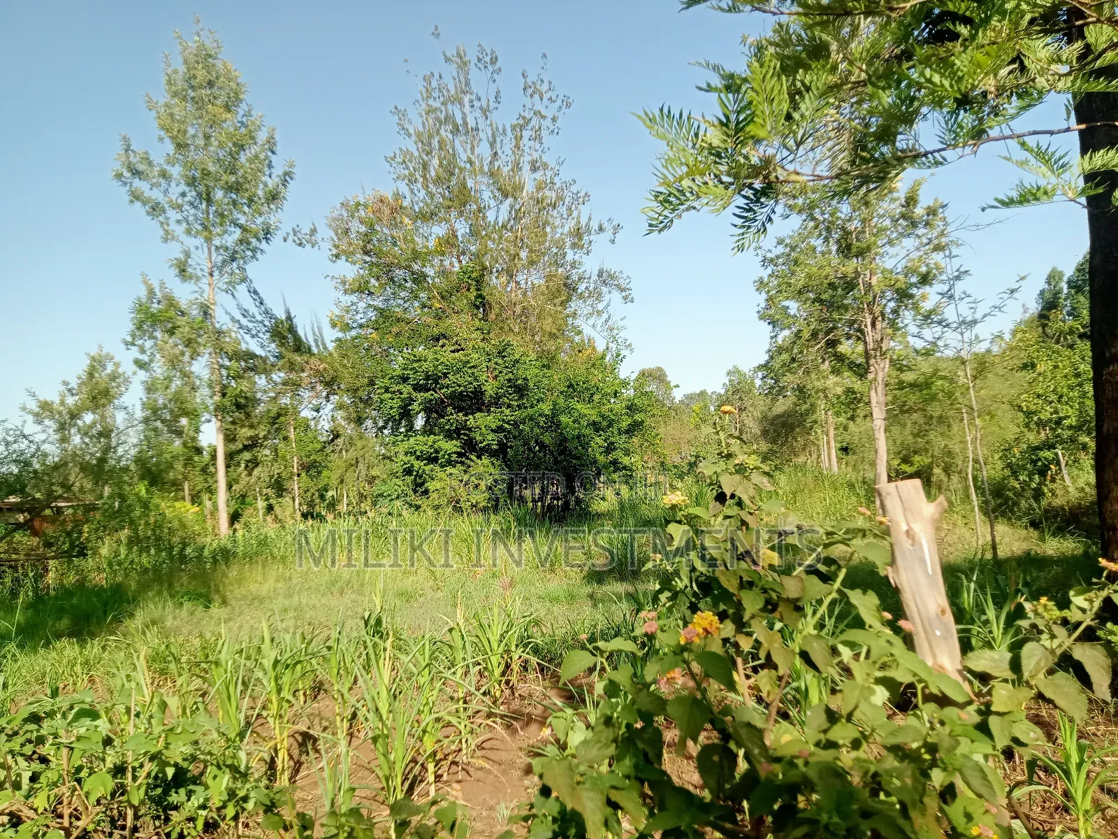 One Acre of Land on Sale at Makuyu in Makuyu