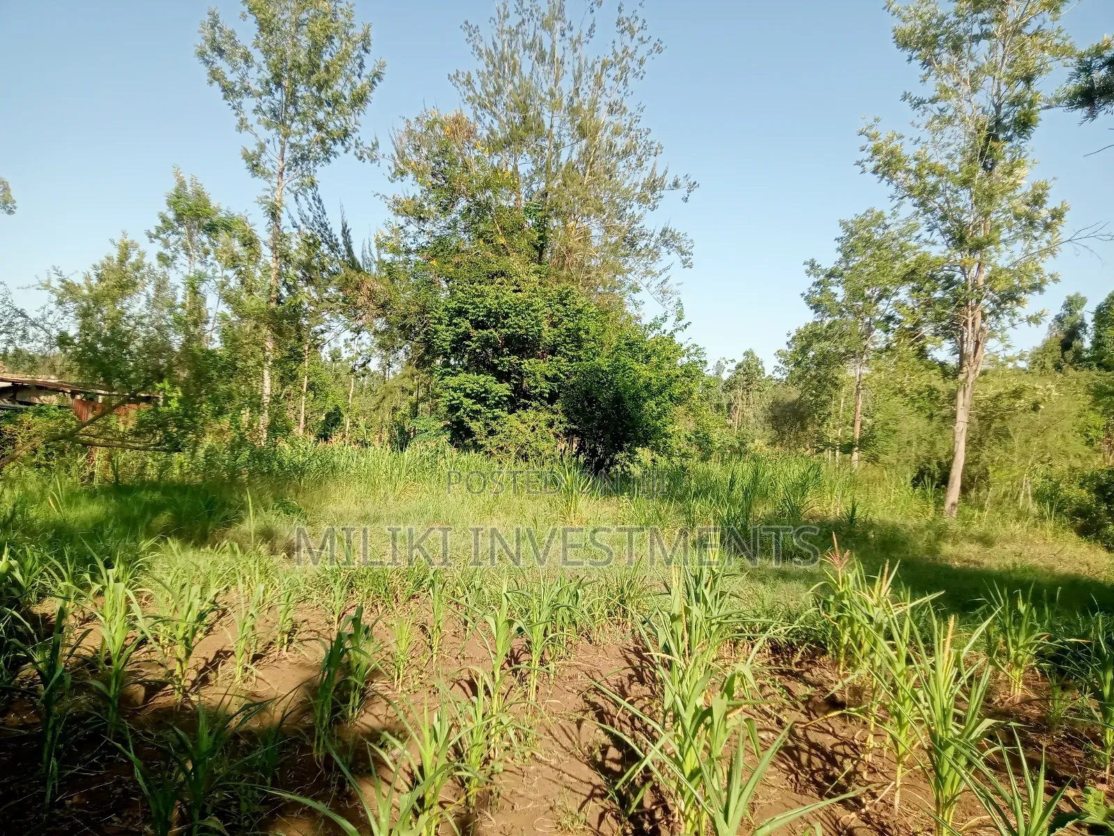 One Acre of Land on Sale at Makuyu in Makuyu