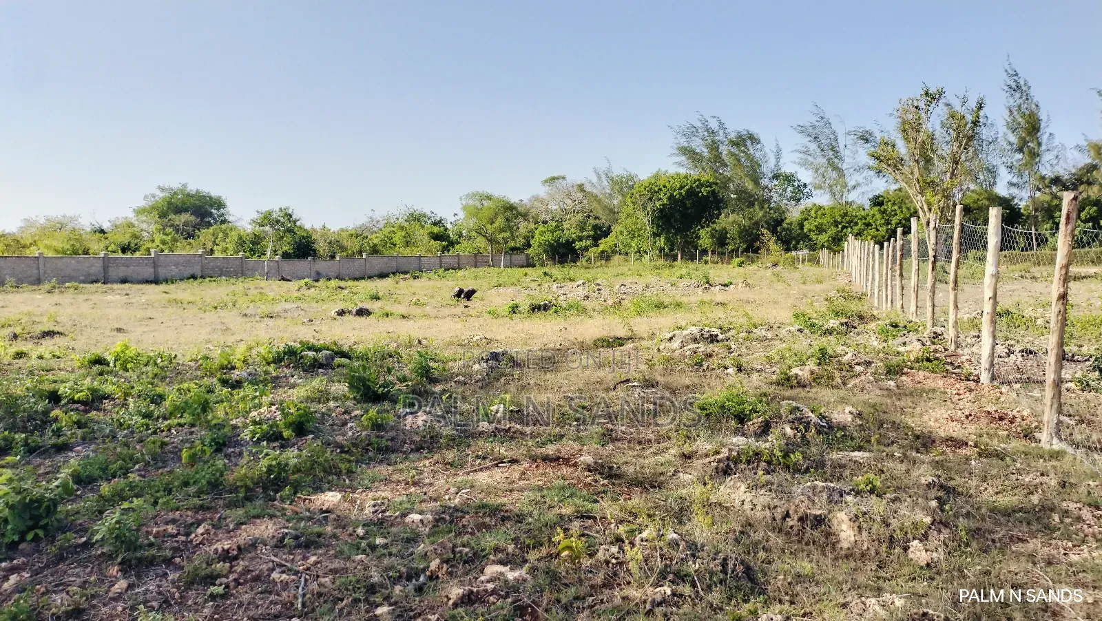 Shimoni Half Acre Beach Plot for Sale!! in Pongwe/Kikoneni