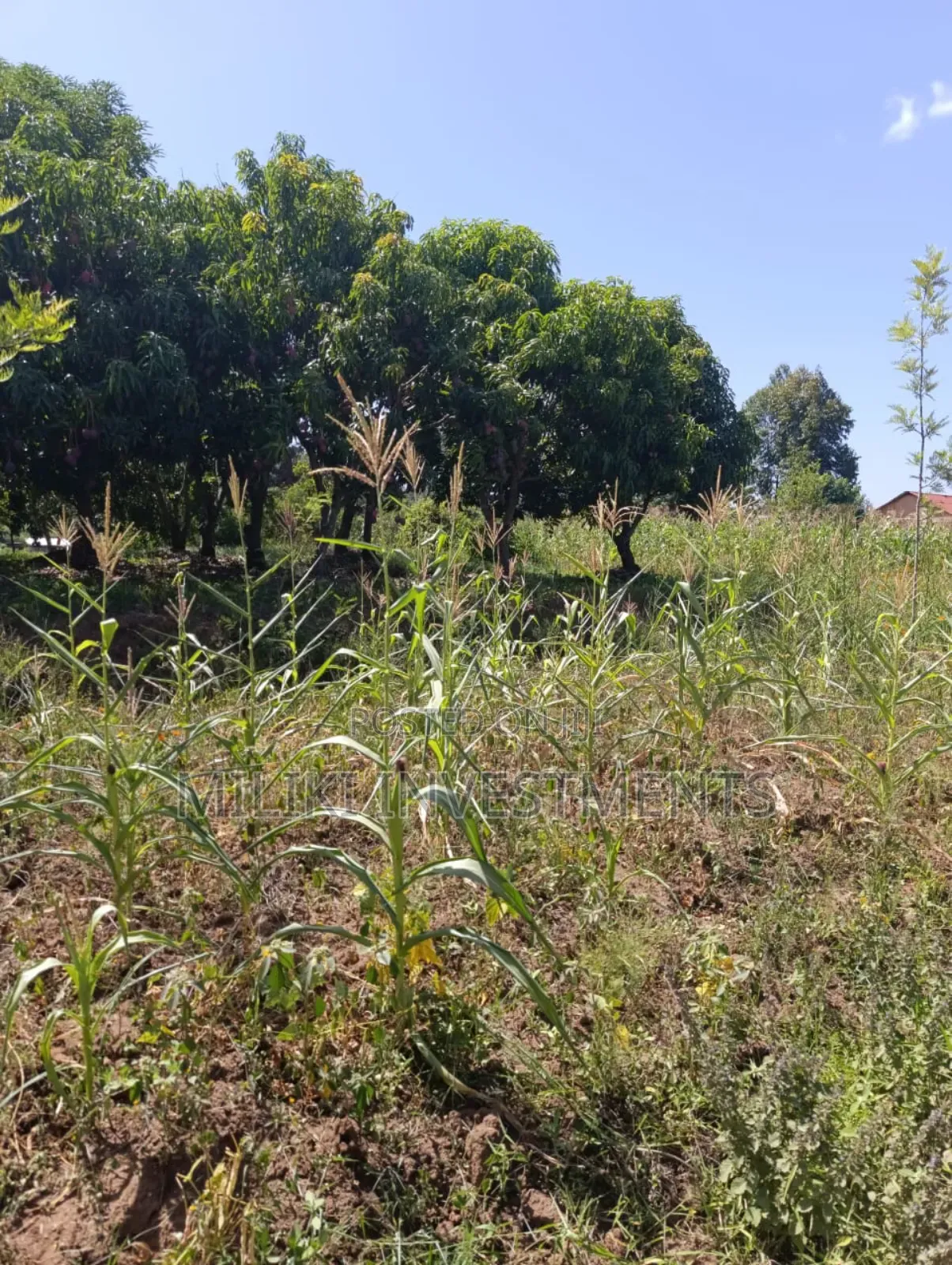 1.75 Acres on Sale at Makuyu in Makuyu