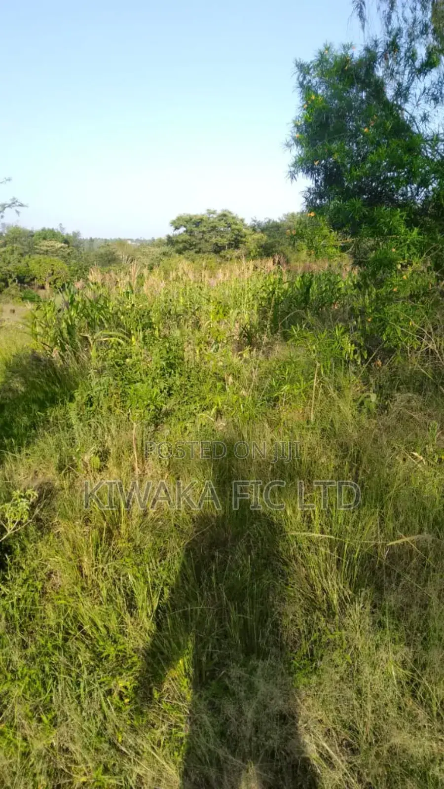 3 Acres in Kambiti in Makuyu