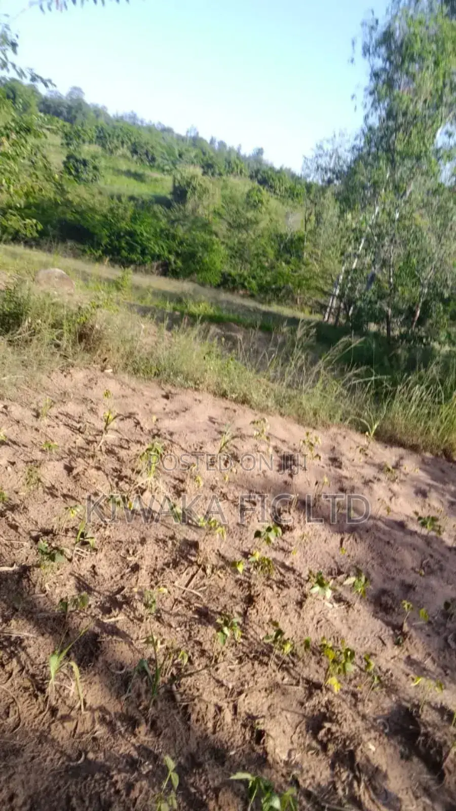 3 Acres in Kambiti in Makuyu