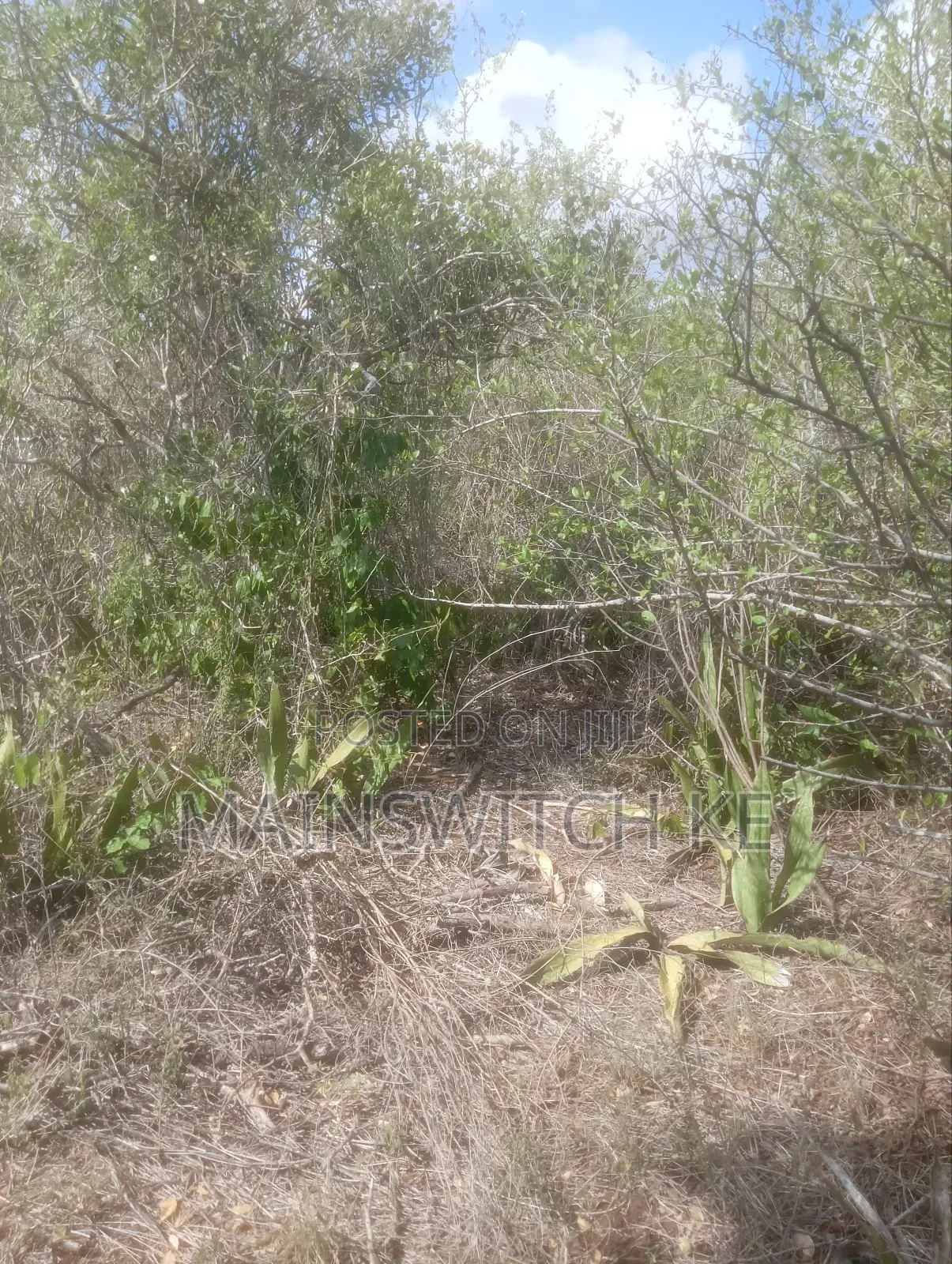 Own 343 Acres With Ready Tittle Deed Just 2km From The Main Road in Magarini