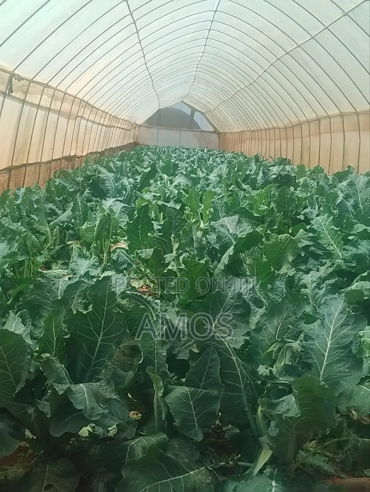 12 Acres Modern Agribusiness Farm in Limuru Constituency in Ndeiya