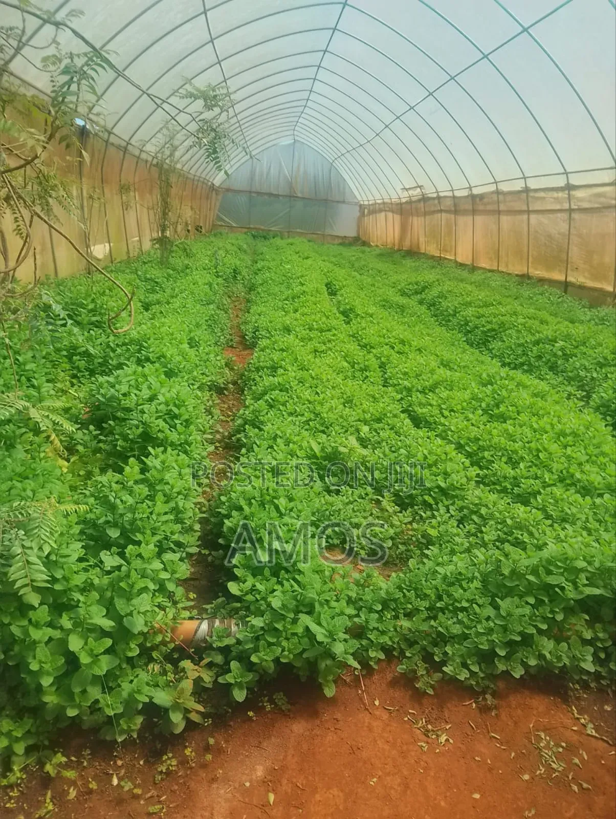 12 Acres Modern Agribusiness Farm in Limuru Constituency in Ndeiya