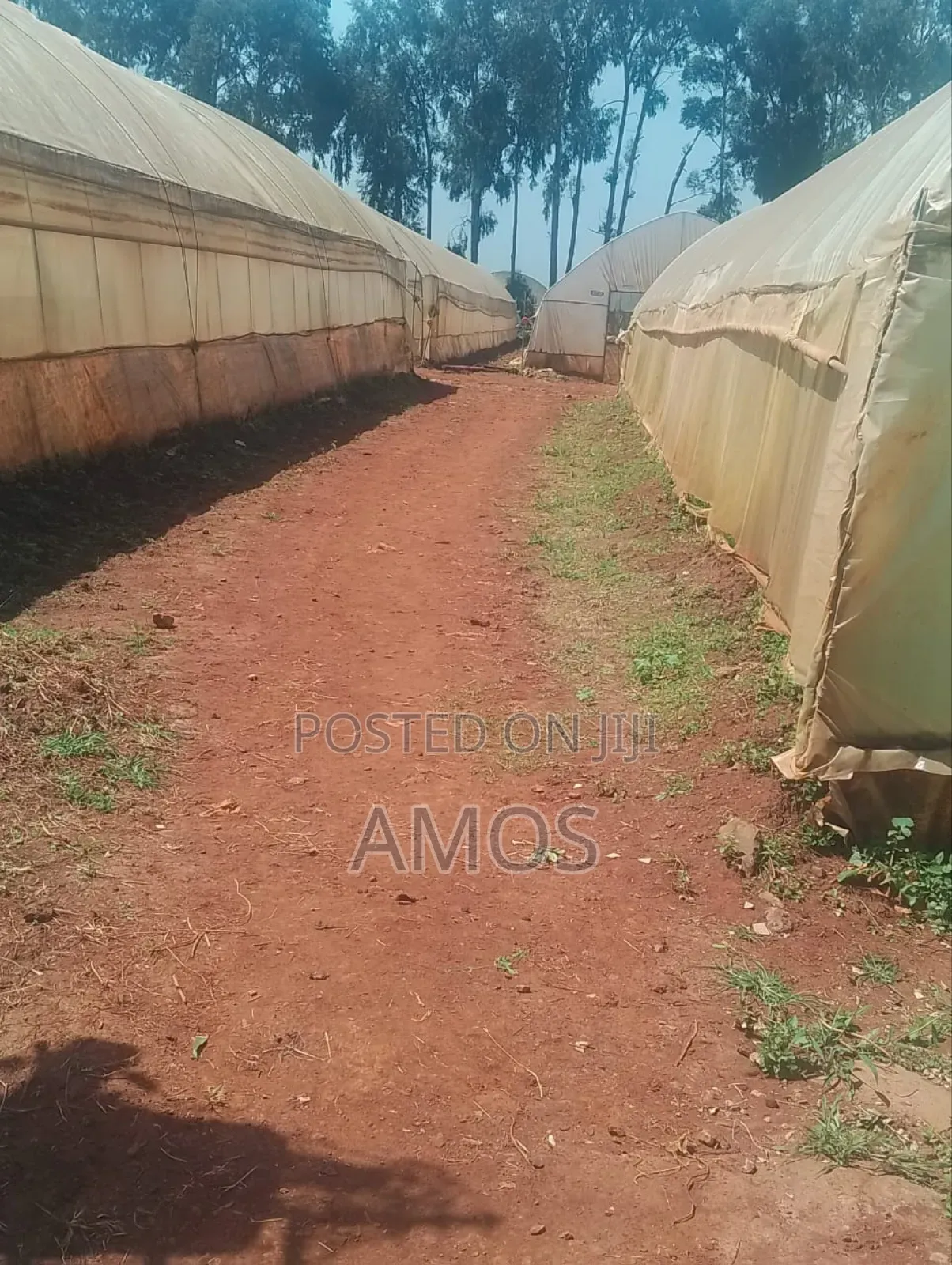 12 Acres Modern Agribusiness Farm in Limuru Constituency in Ndeiya