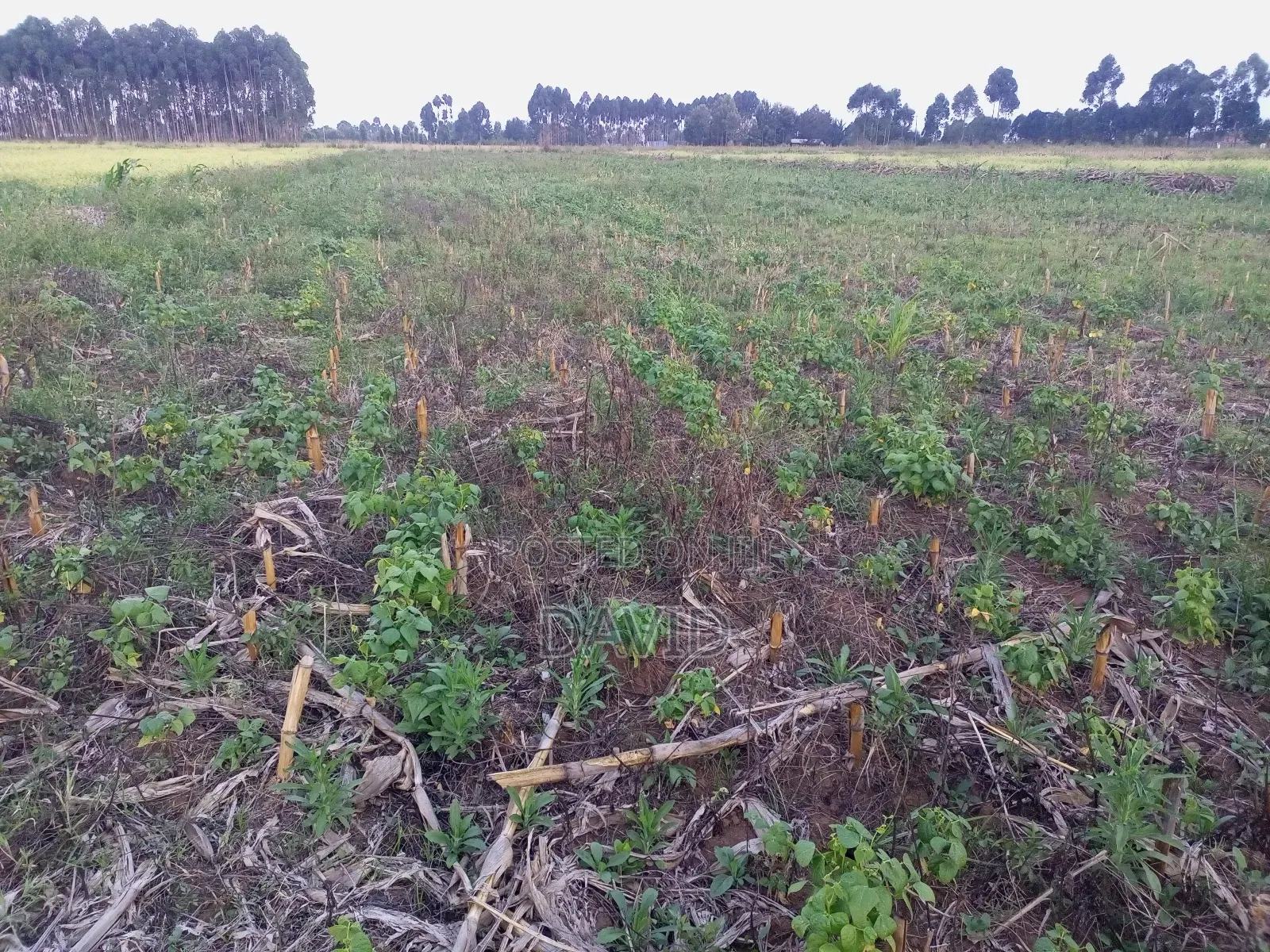 Land for Sale in Njoro Piave in Nakuru Town East