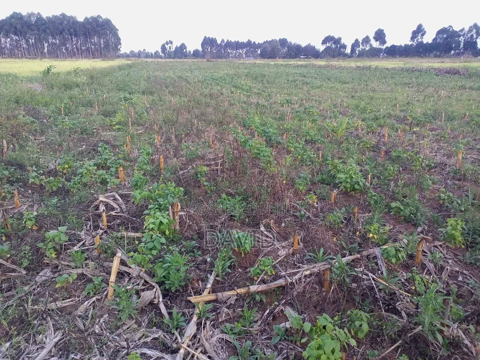 Land for Sale in Njoro Piave in Nakuru Town East