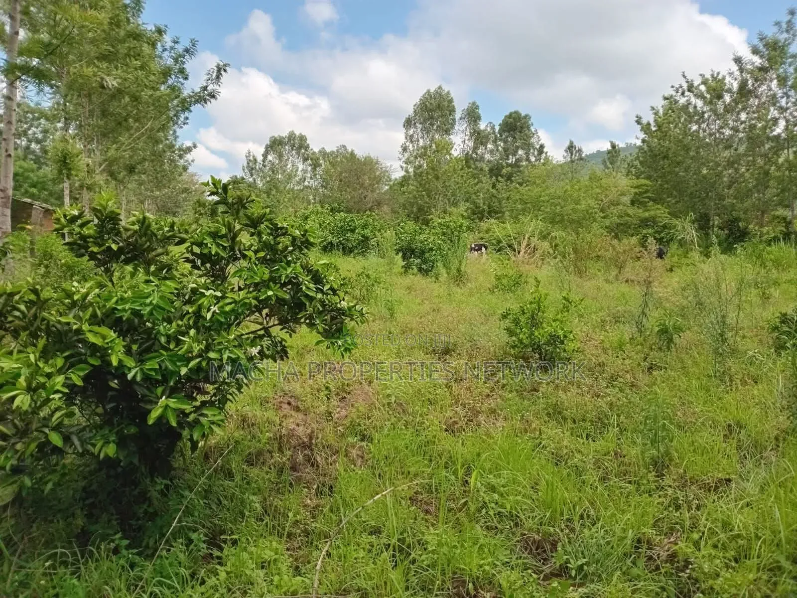 2.5 Acres for Kaumoni- Makueni County in Wote