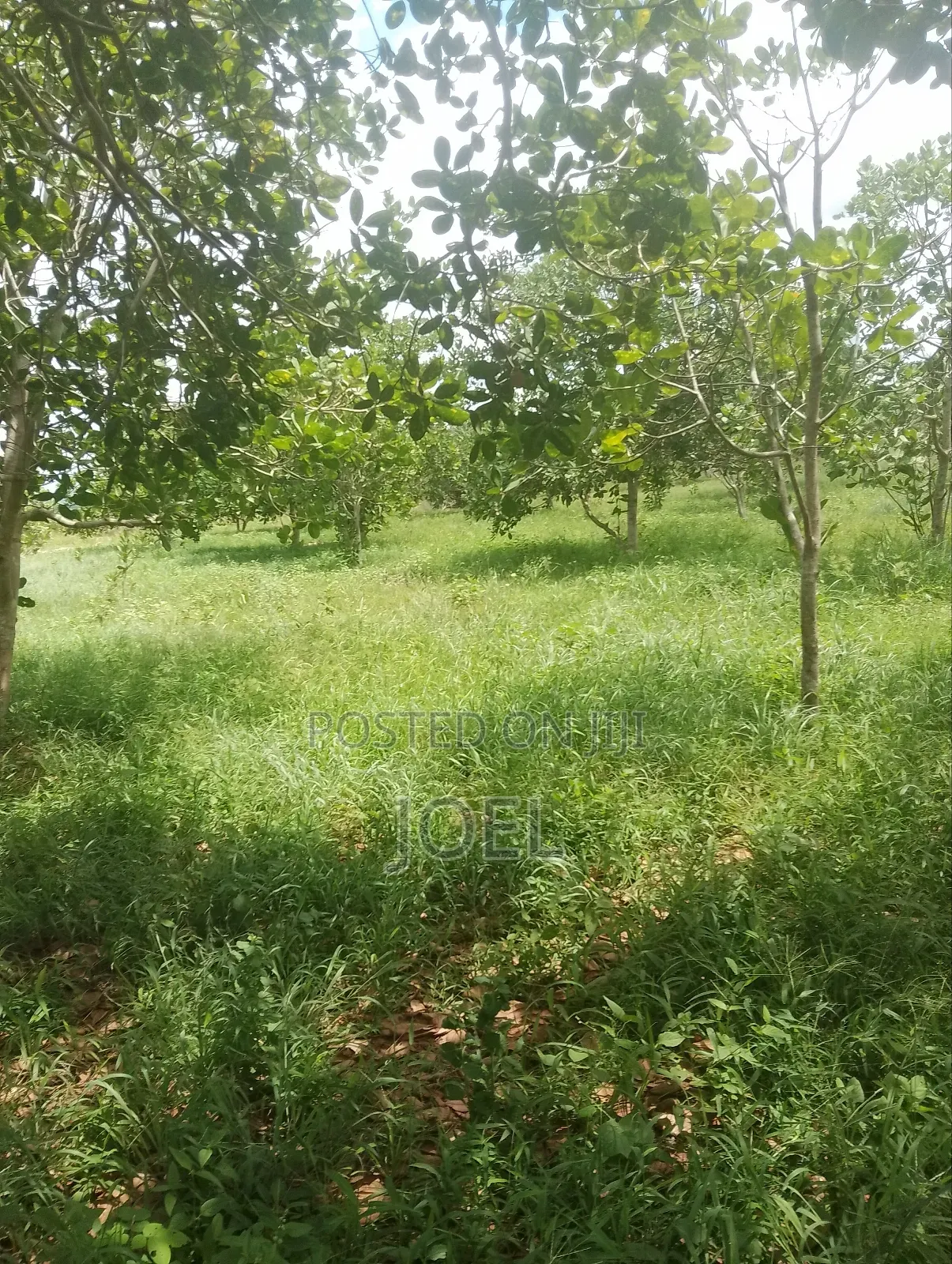 Malindi Farm 7 Acres Land in Malindi