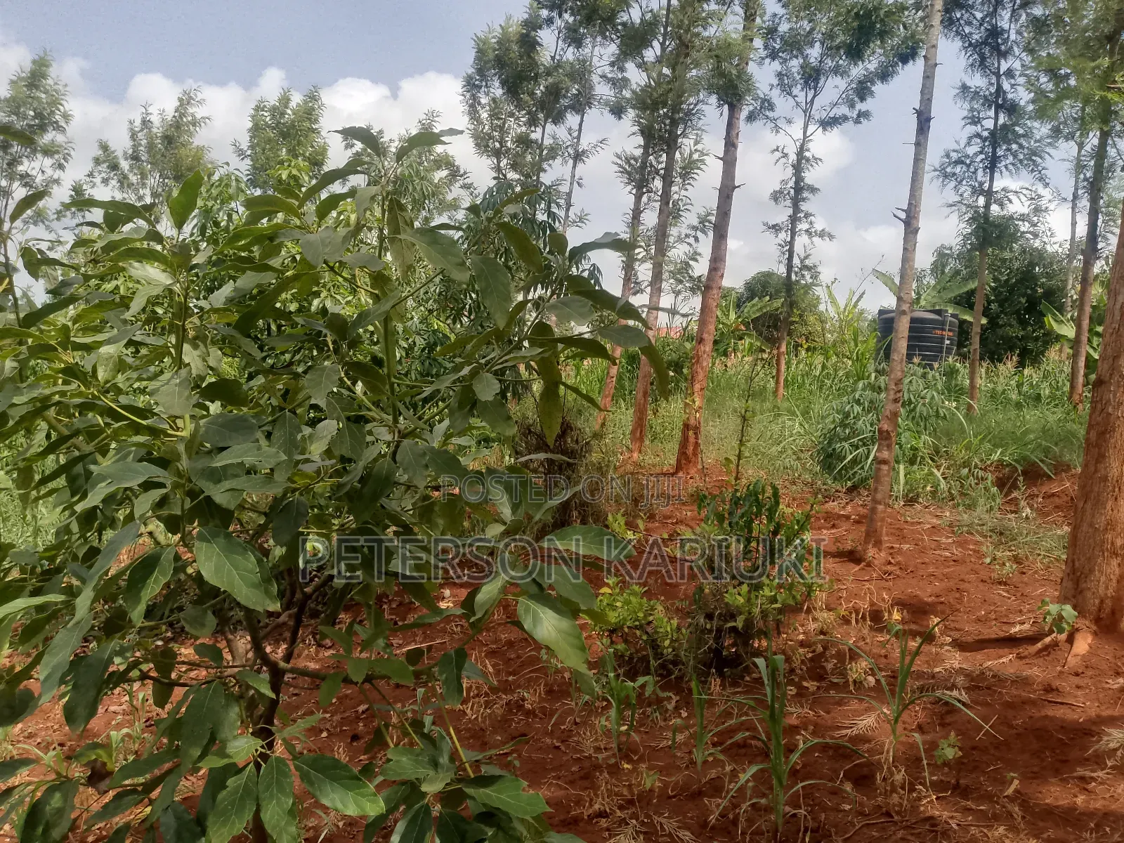 Land on Sale;Kimorori- Kenol in Kimorori/Wempa