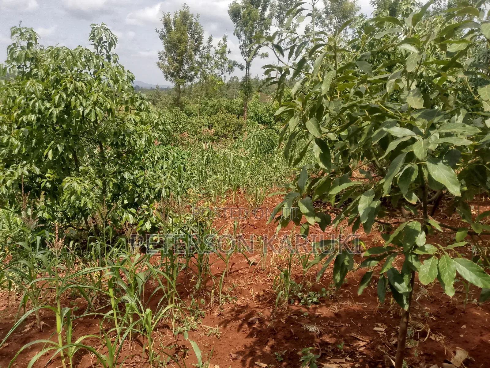 Land on Sale;Kimorori- Kenol in Kimorori/Wempa