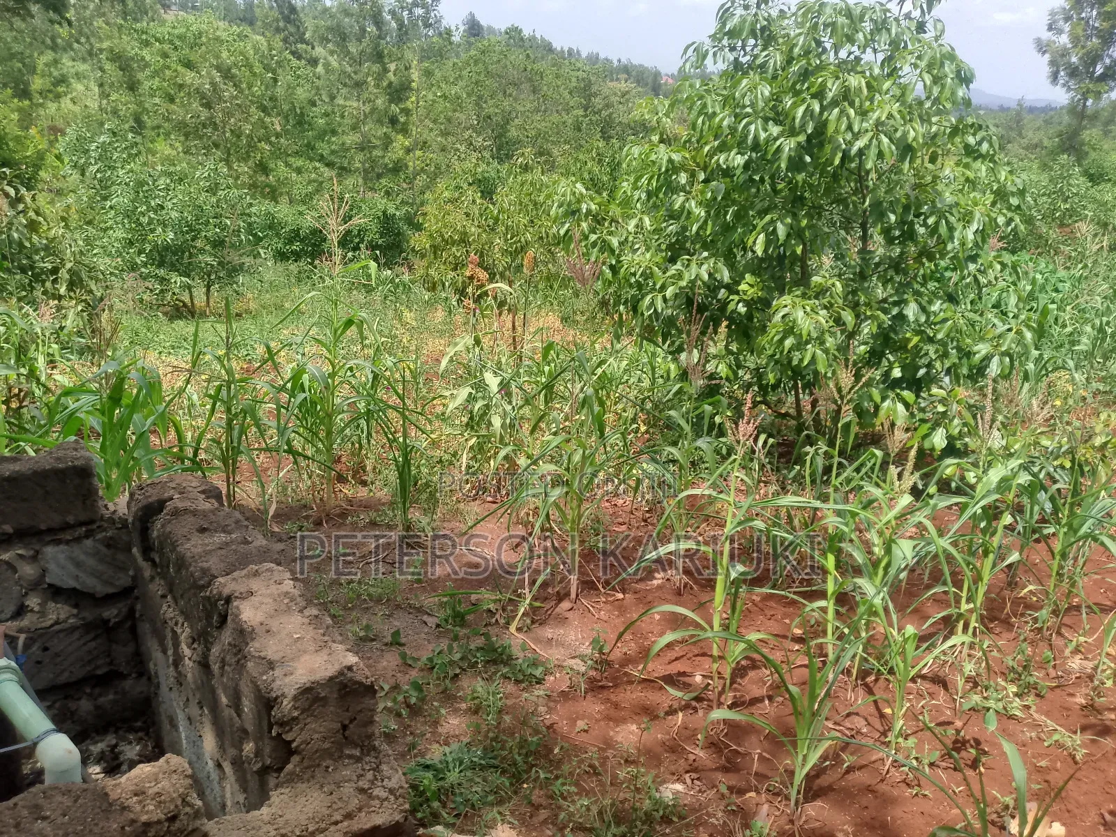 Land on Sale;Kimorori- Kenol in Kimorori/Wempa