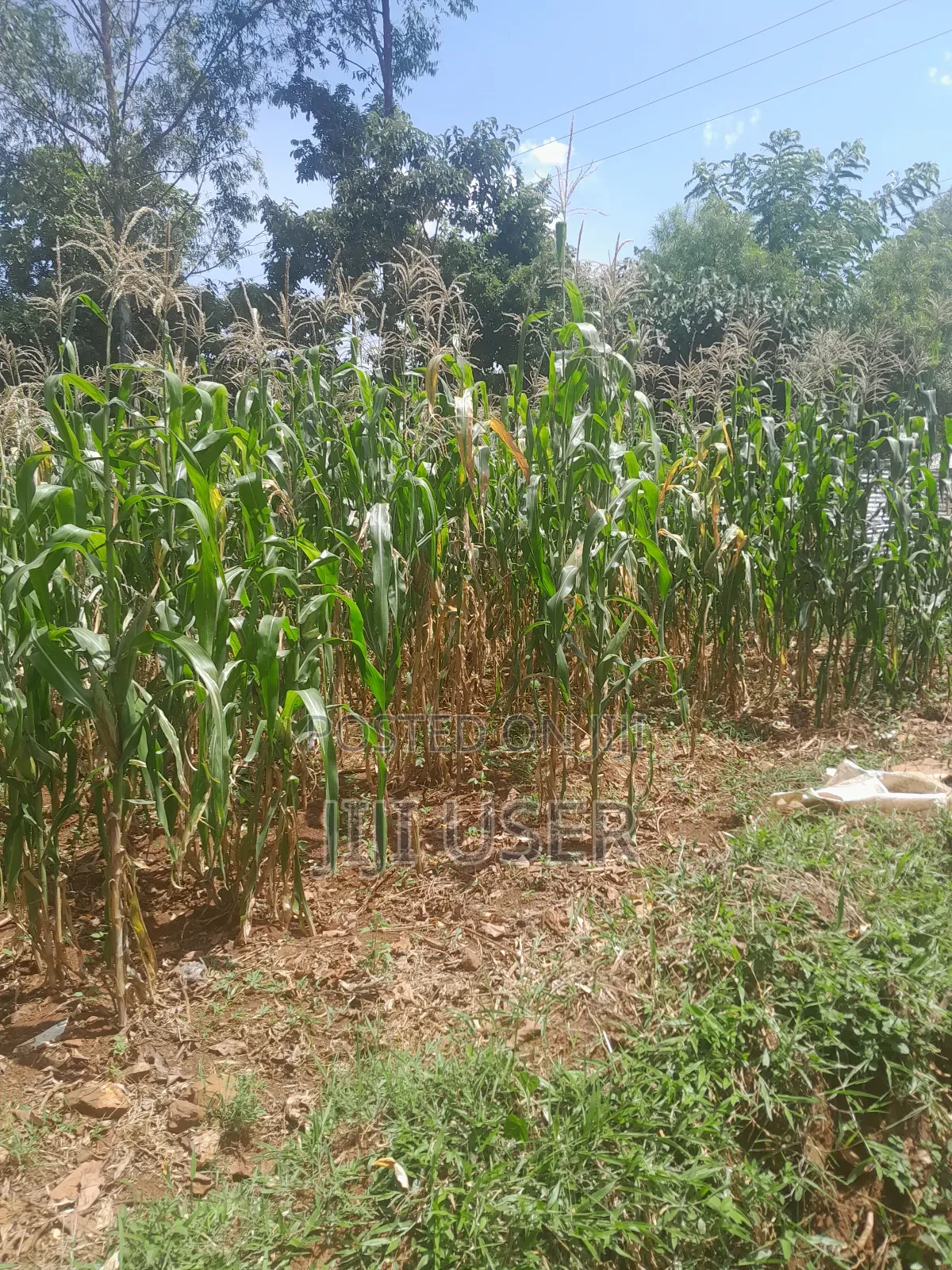 Prime Land in Rongo Town in East Kamagambo