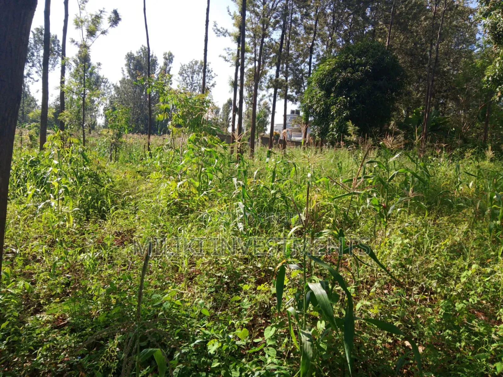 50 by 100 Plot on Sale at Muran'ga in Township G