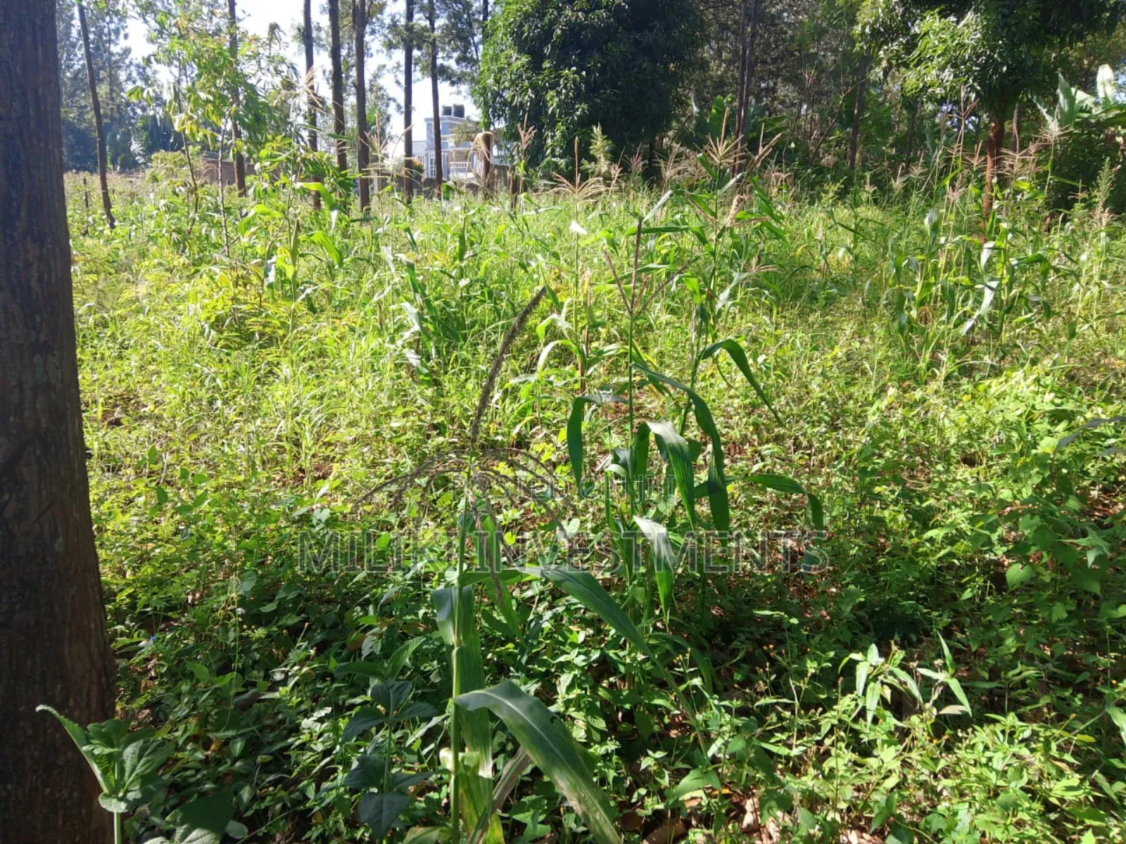 50 by 100 Plot on Sale at Muran'ga in Township G