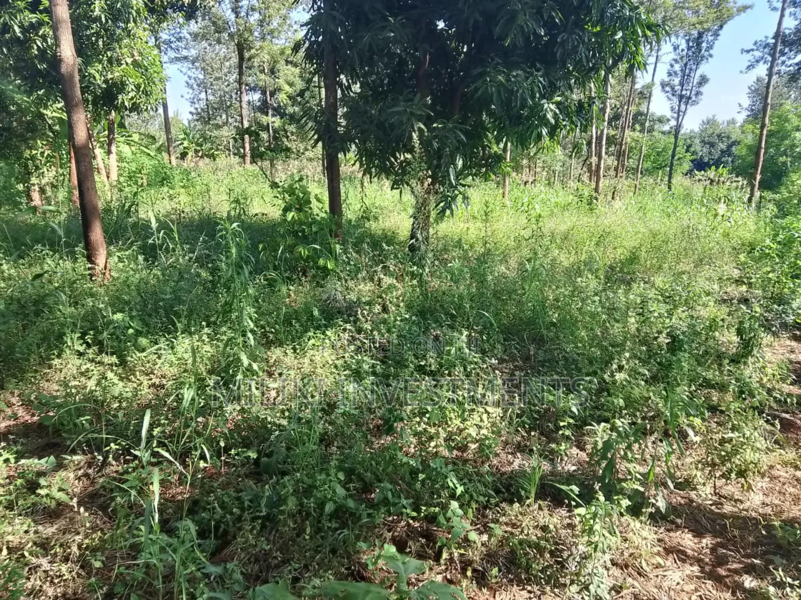 50 by 100 Plot on Sale at Muran'ga in Township G