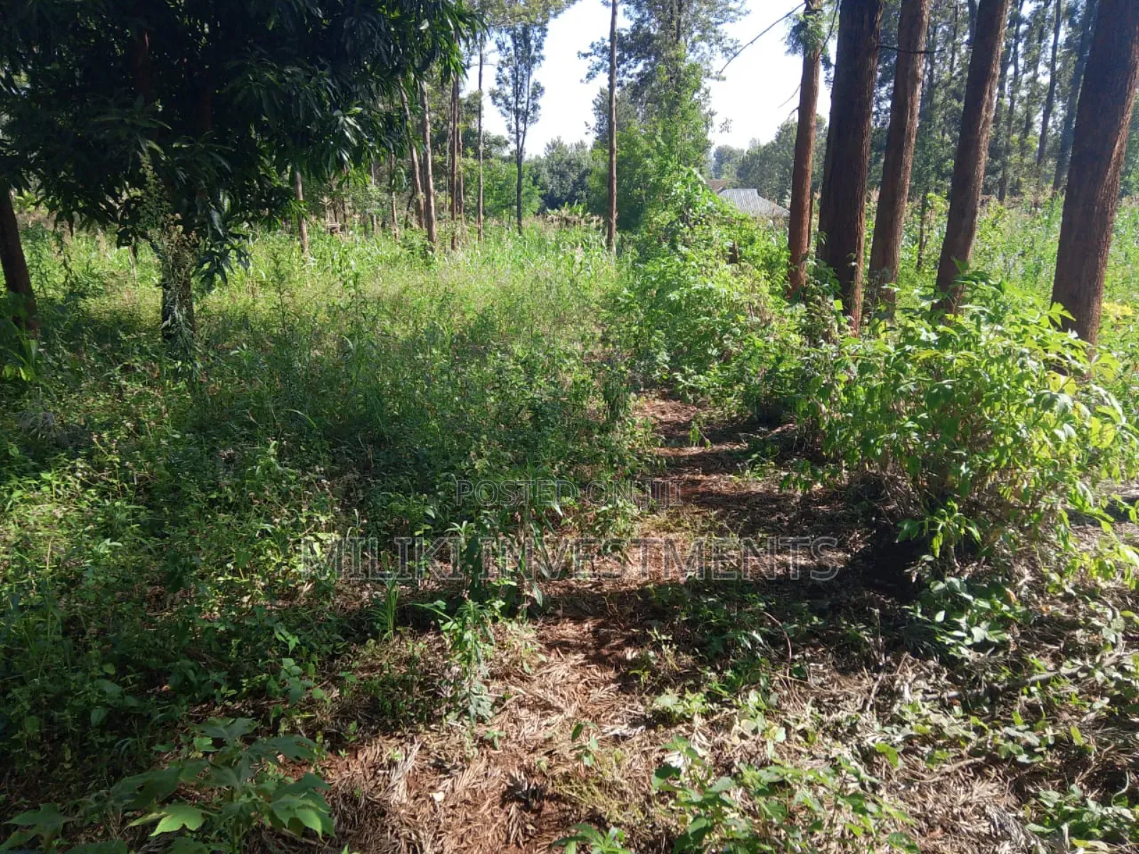 50 by 100 Plot on Sale at Muran'ga in Township G