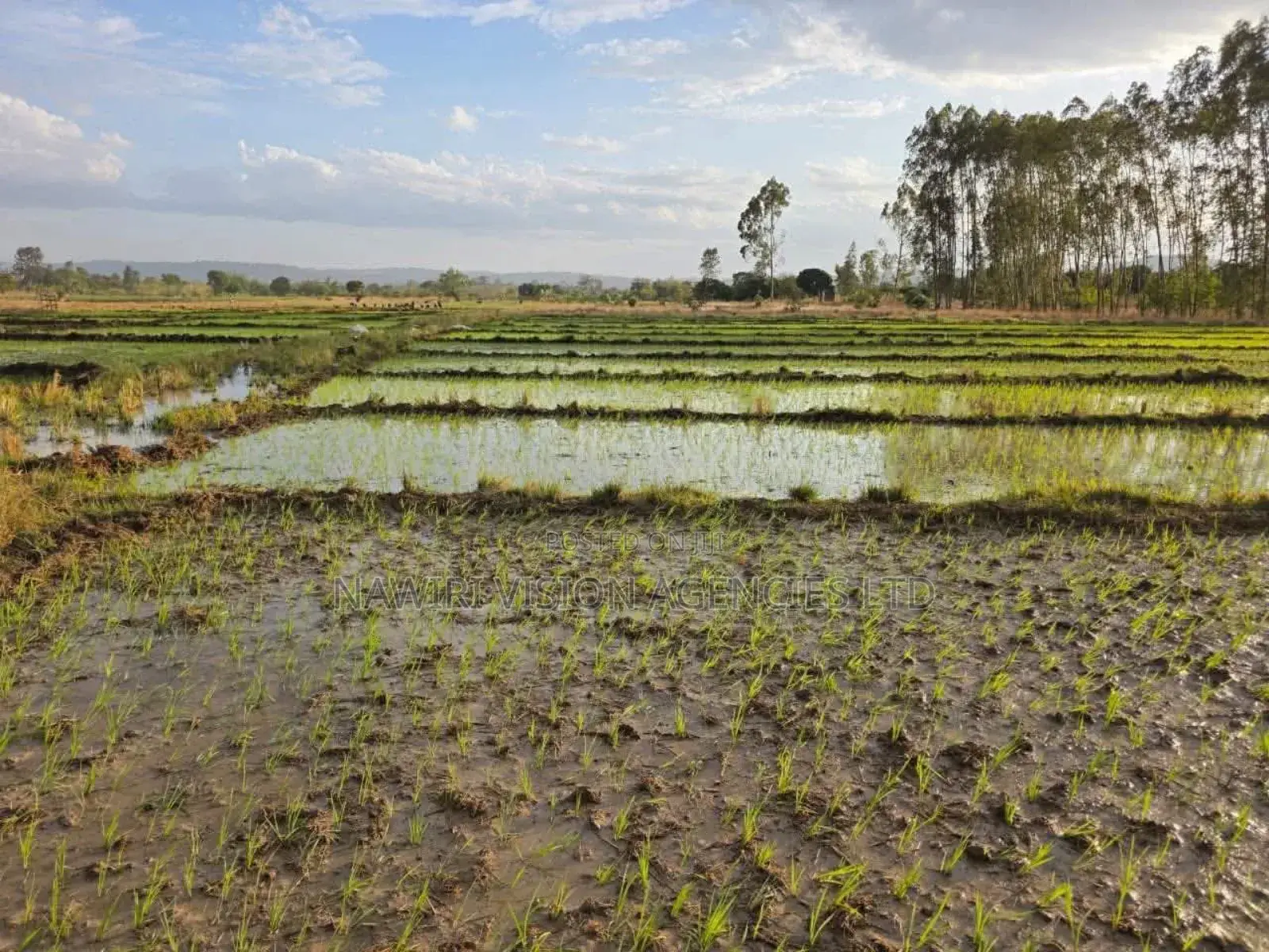 Land for Sale 6 Acres Muranga in Township G